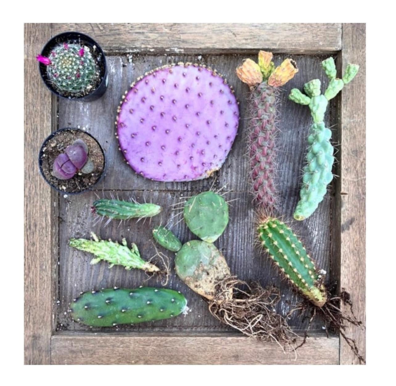 Cactus & Succulents