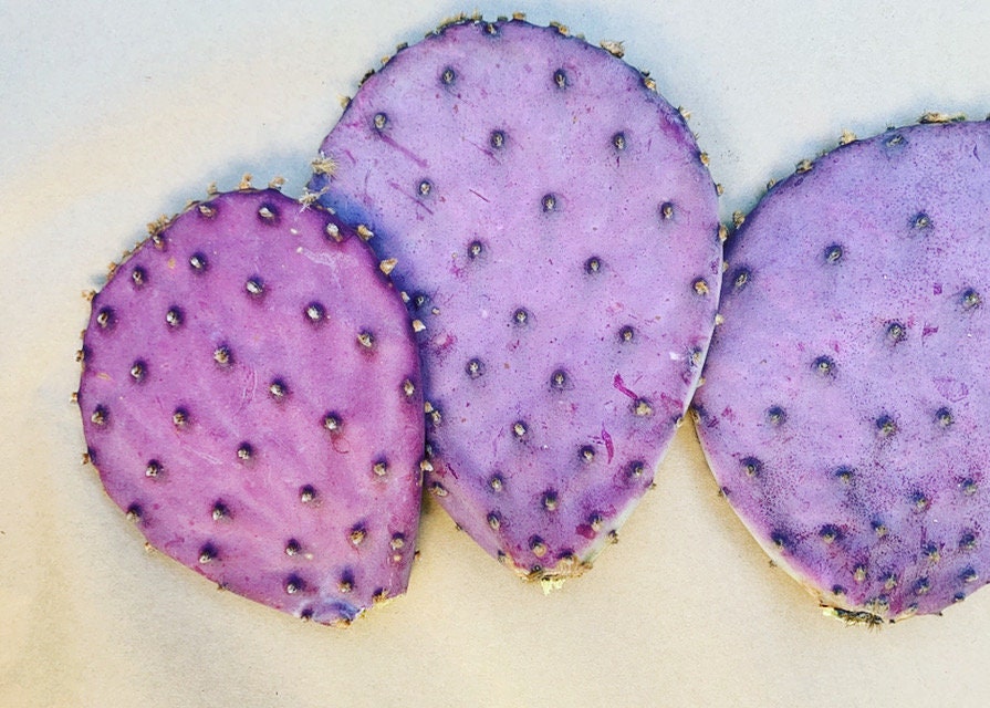 SEEDS for Rare Sonoran Purple Prickly Pear ~ Opuntia Gosseliniana ~ Pink Desert Cactus from Tucson Arizona~ Rare Native Extreme Purple Plant