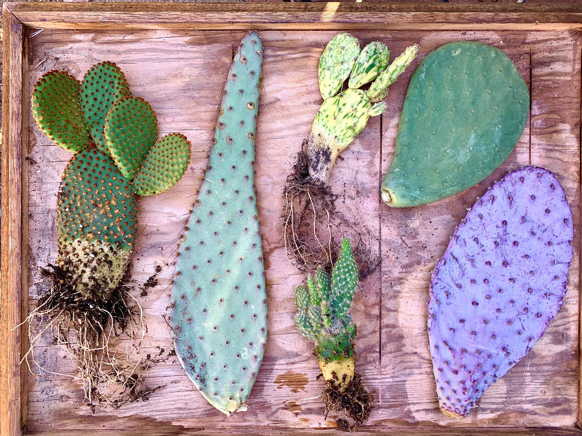 Prickly Pear Opuntia Variety Mystery Assortment Gift Box - Cactus Starter Kit ~ Succulent Desert Gardener Grower's Selection from Arizona