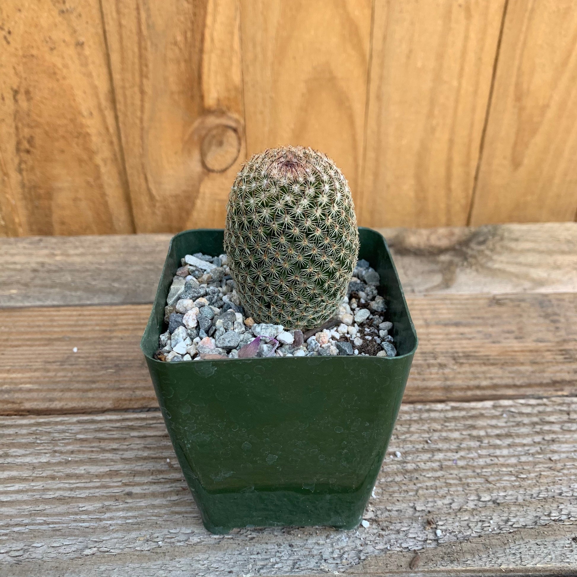 Pink Thumb Cactus - Mammillaria Matudae Pink Flowering Pincushion Round Desert Succulent - Live Plant from Arizona