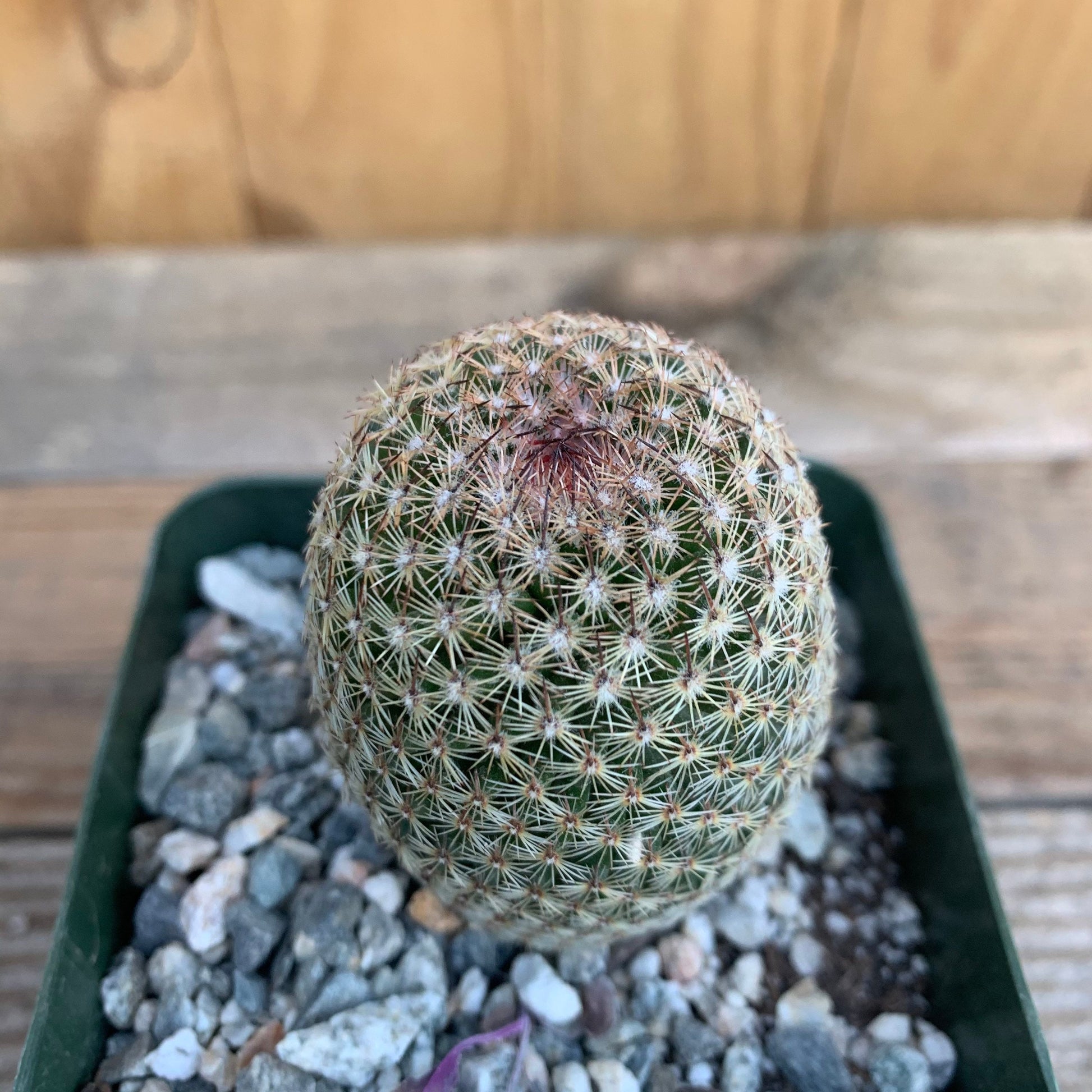 Pink Thumb Cactus - Mammillaria Matudae Pink Flowering Pincushion Round Desert Succulent - Live Plant from Arizona