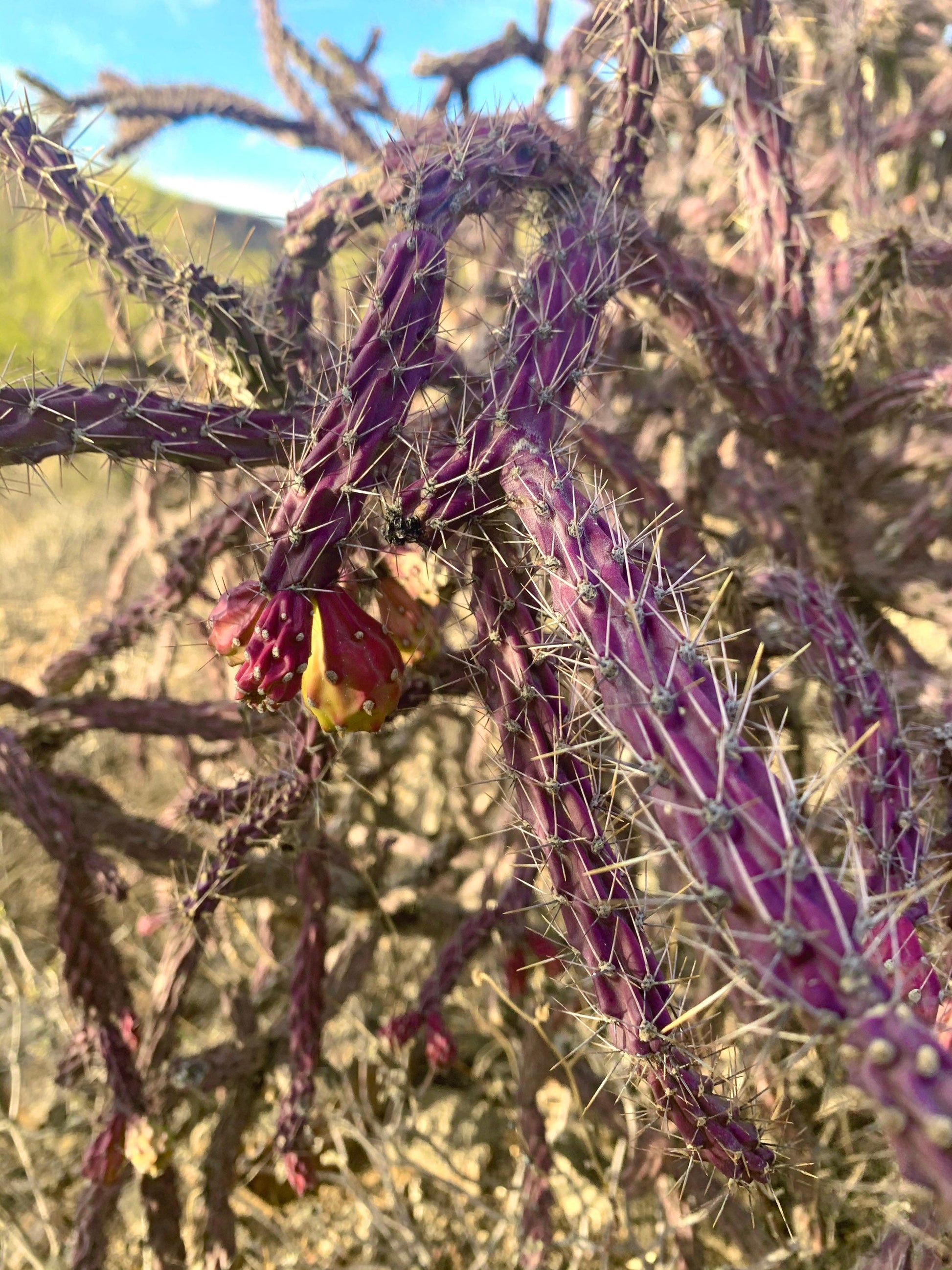 SEEDS for Purple Staghorn Cholla - Cylindropuntia Versicolor - Wild Grown Arizona Spiky Purple Desert Succulent Plant ~ Multicolor Blooms