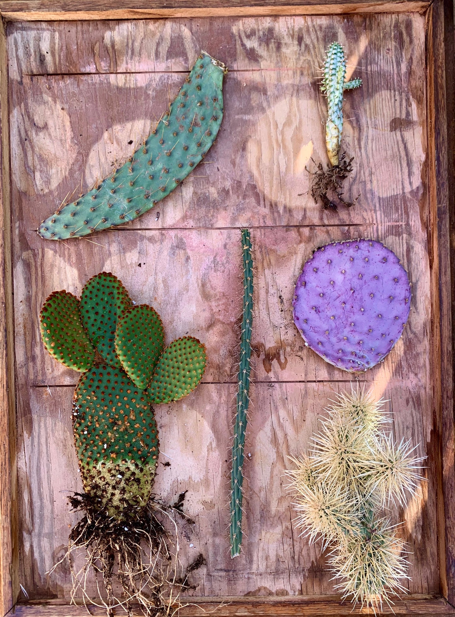 Cactus Assortment Mystery Gift Box - Assortment of Cuttings, Desert Plant Variety, Gardener Grower Collector Selection Gift Box