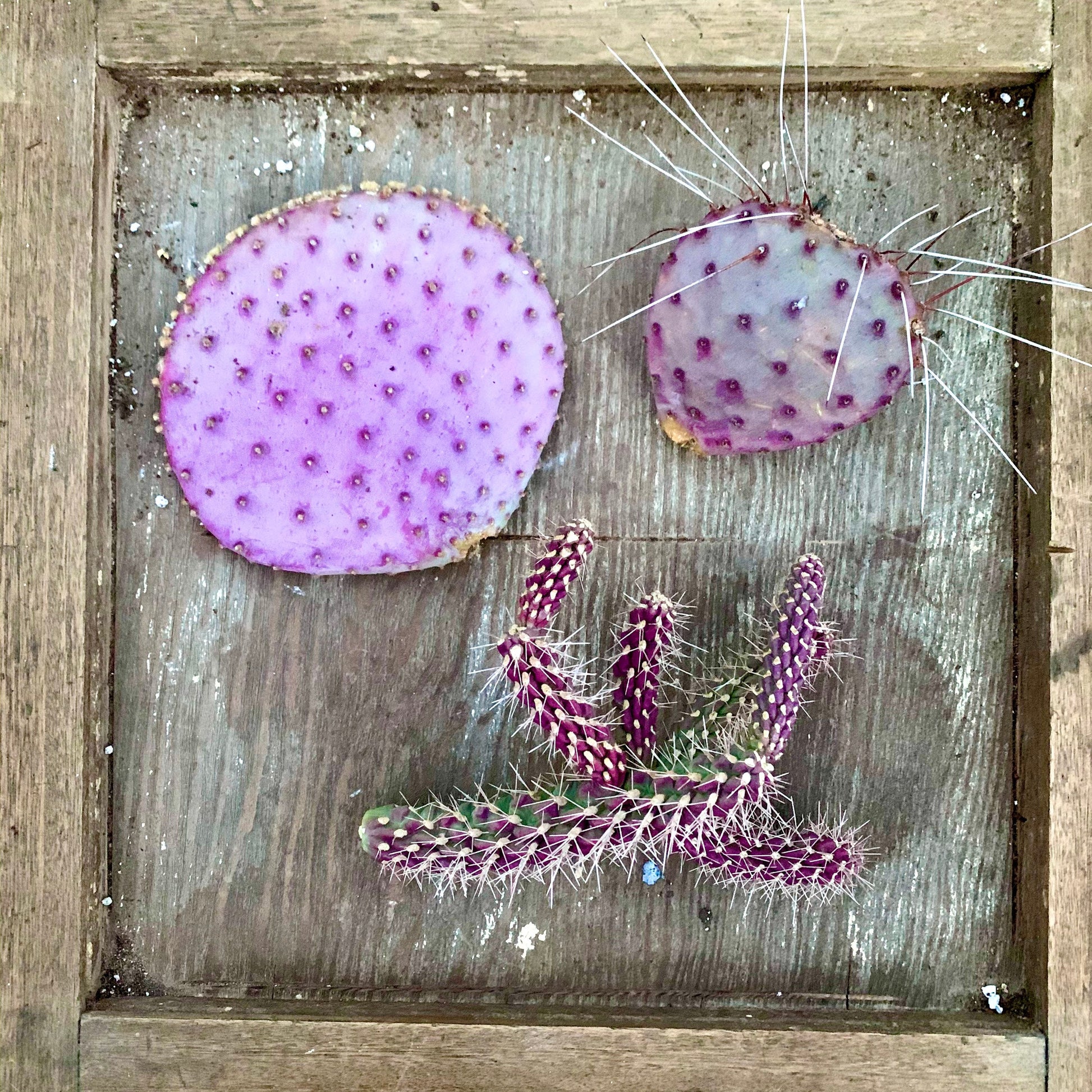 Purple Cactus Cutting Trio - 3 Cuttings - 1 short spine purple prickly pear, 1 long spine purple prickly pear, 1 purple cholla