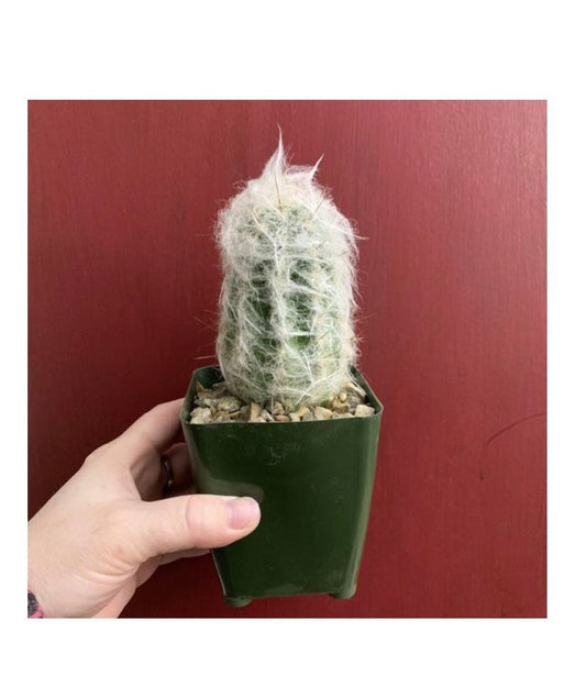 Old Man of the Andes Cactus - Oreocereus Trollii ~ Fuzzy Hairy White Rare Desert Succulent Plant from Arizona