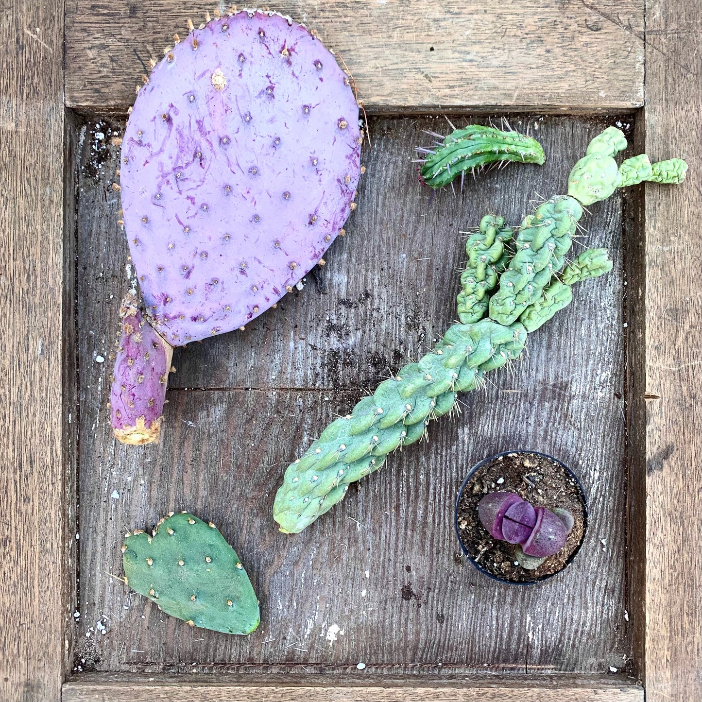 Cactus Assortment Mystery Gift Box - Assortment of Cuttings, Desert Plant Variety, Gardener Grower Collector Selection Gift Box