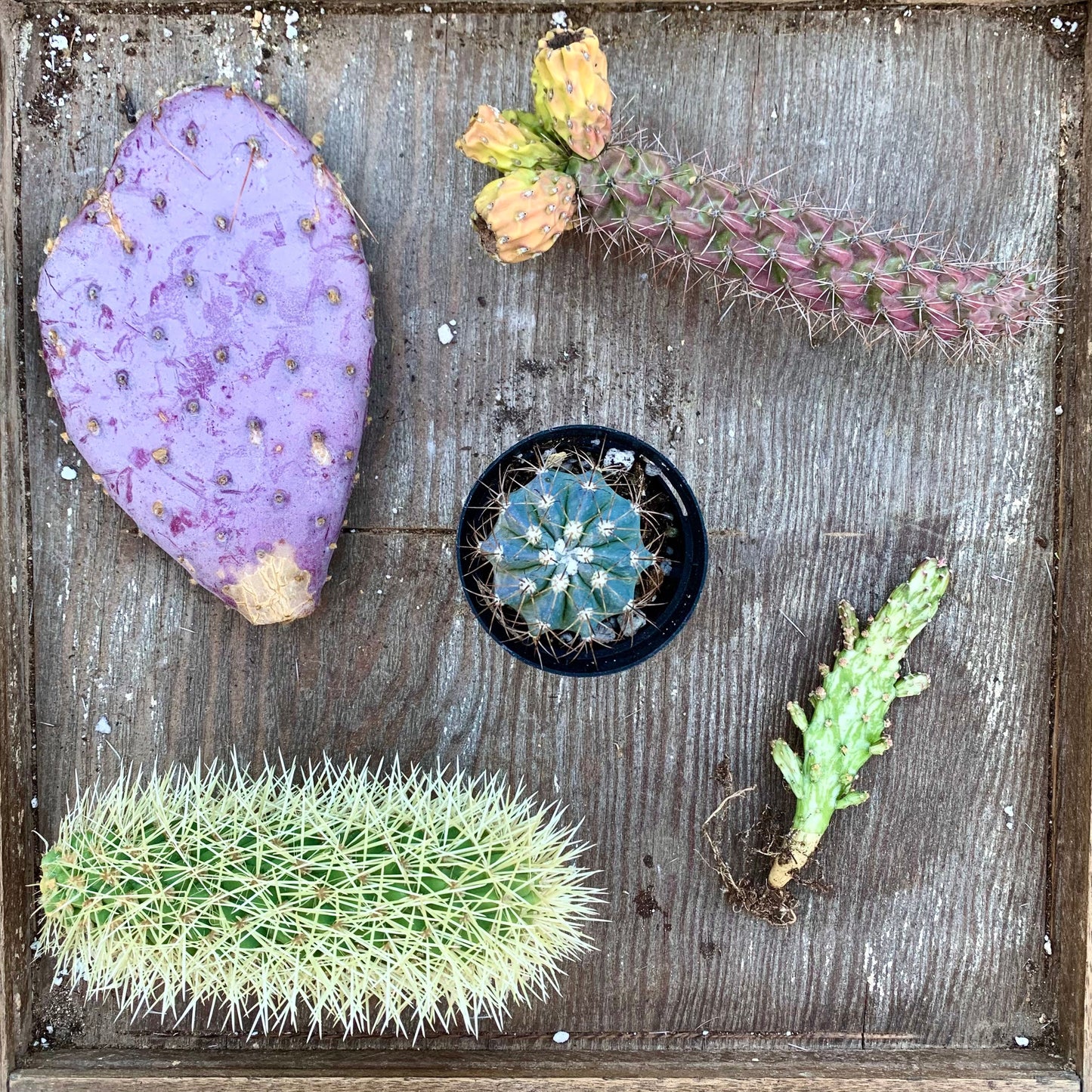 Cactus Assortment Mystery Gift Box - Assortment of Cuttings, Desert Plant Variety, Gardener Grower Collector Selection Gift Box