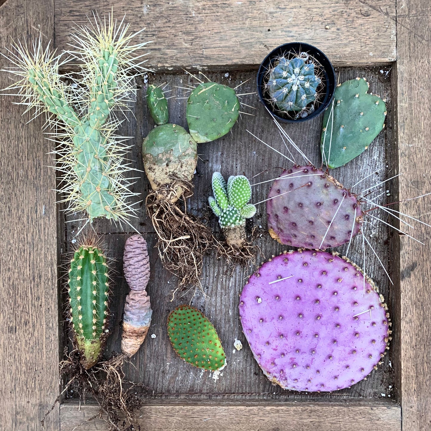 Cactus Assortment Mystery Gift Box - Assortment of Cuttings, Desert Plant Variety, Gardener Grower Collector Selection Gift Box