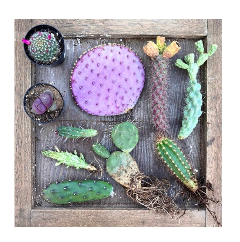 Cactus Assortment Mystery Gift Box - Assortment of Cuttings, Desert Plant Variety, Gardener Grower Collector Selection Gift Box