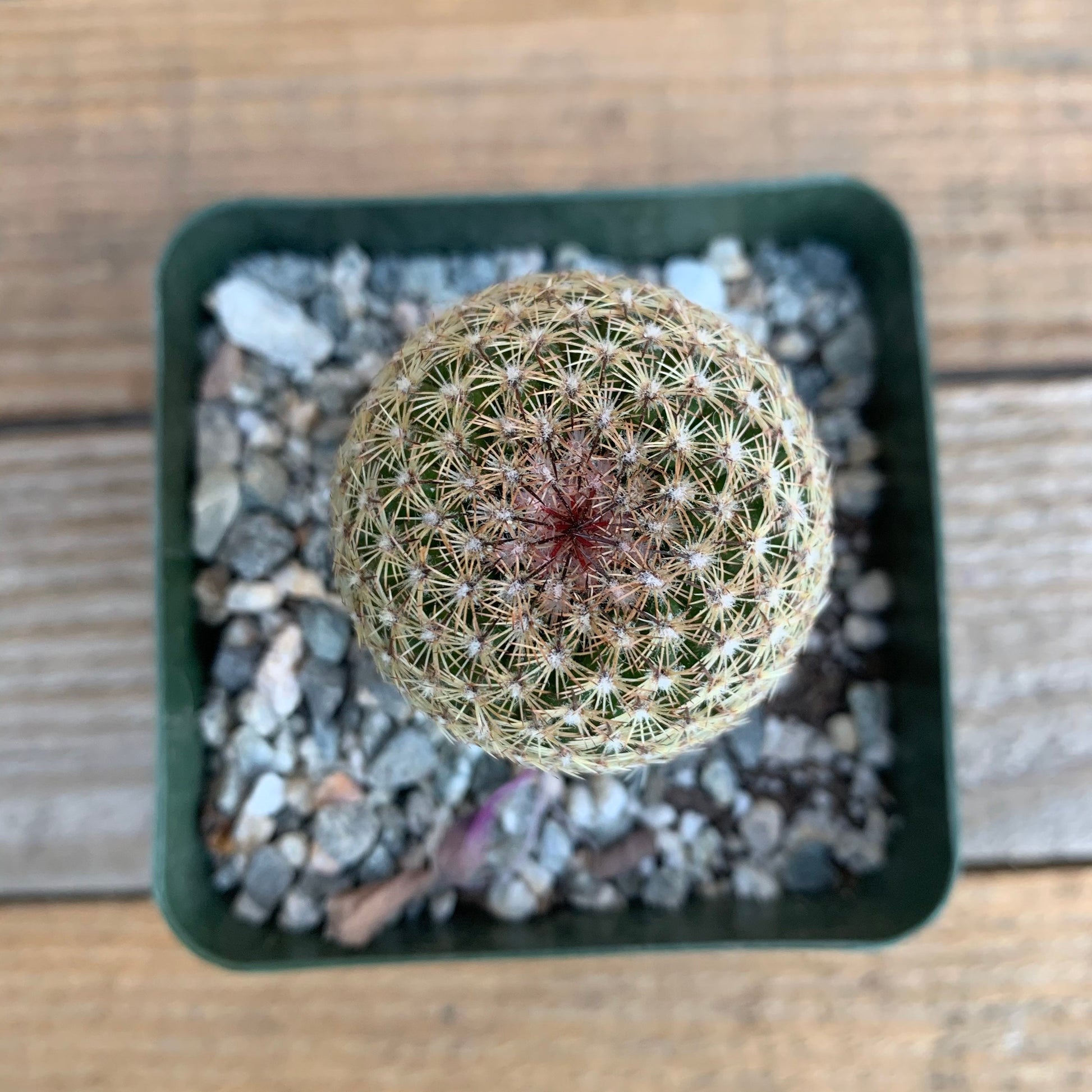 Pink Thumb Cactus - Mammillaria Matudae Pink Flowering Pincushion Round Desert Succulent - Live Plant from Arizona