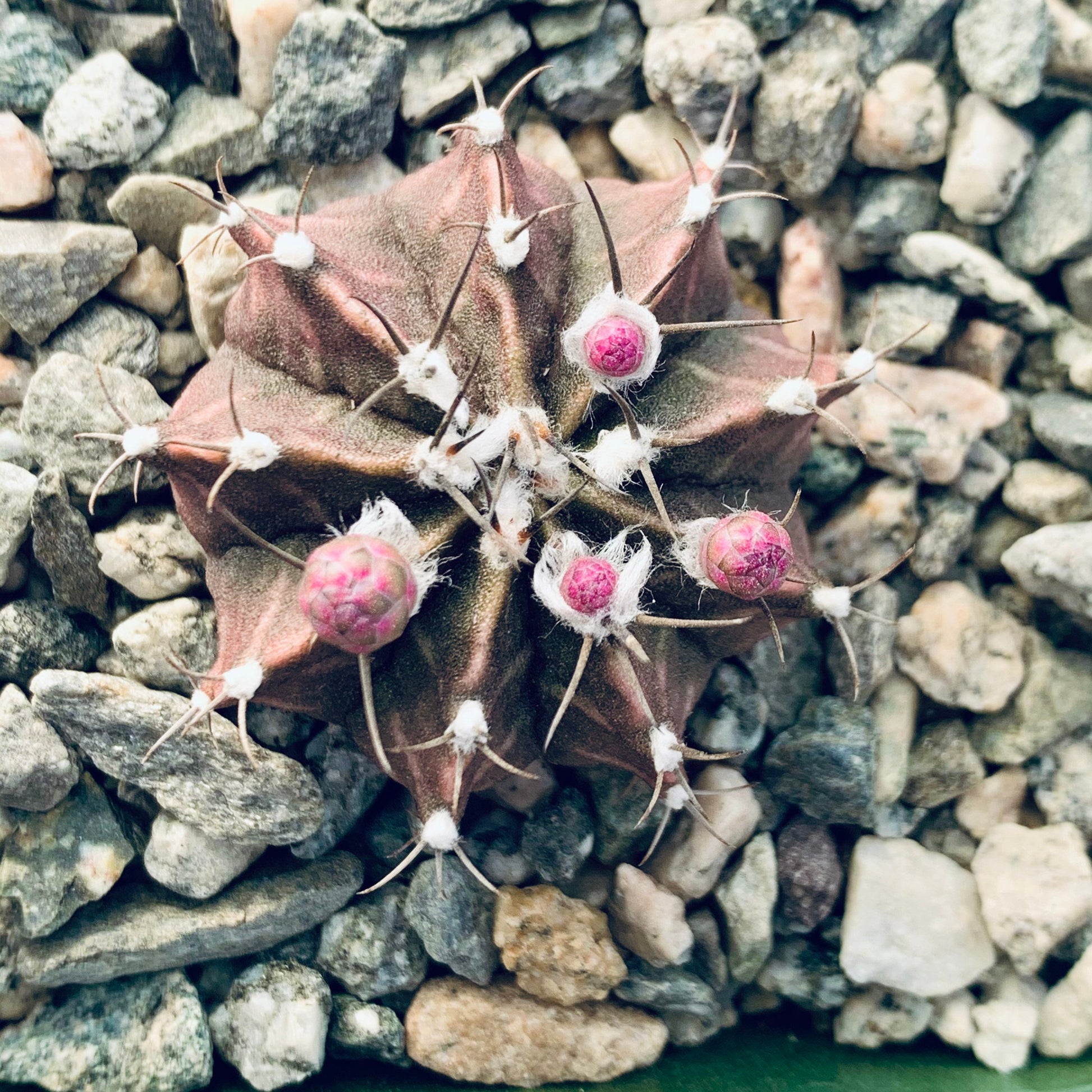 Purple Moon Cactus ~ Gymnocalcium Friedrichii ~ Round Globular Dark Purple Pink Cactus Blooming Mystical Colorful Succulent