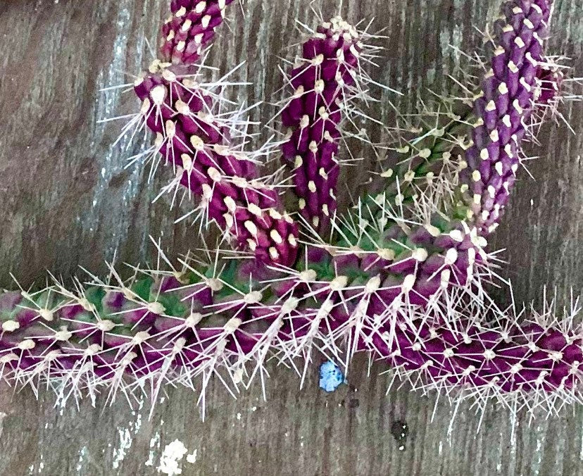 SEEDS for Purple Staghorn Cholla - Cylindropuntia Versicolor - Wild Grown Arizona Spiky Purple Desert Succulent Plant ~ Multicolor Blooms