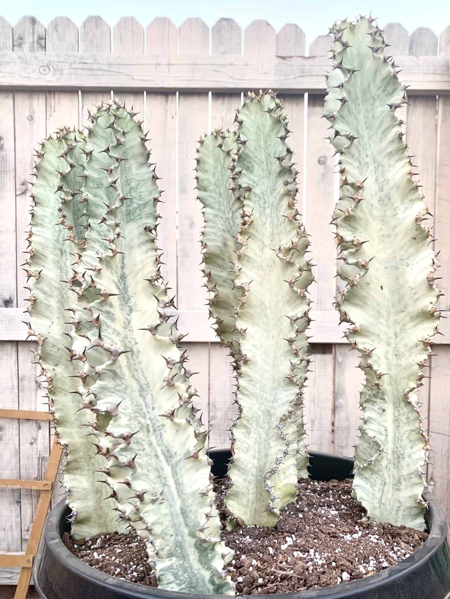 Variegated Euphorbia Ammak Cactus ~ Giant Variegated White Yellow Green Succulent Desert Plant Euphorbia