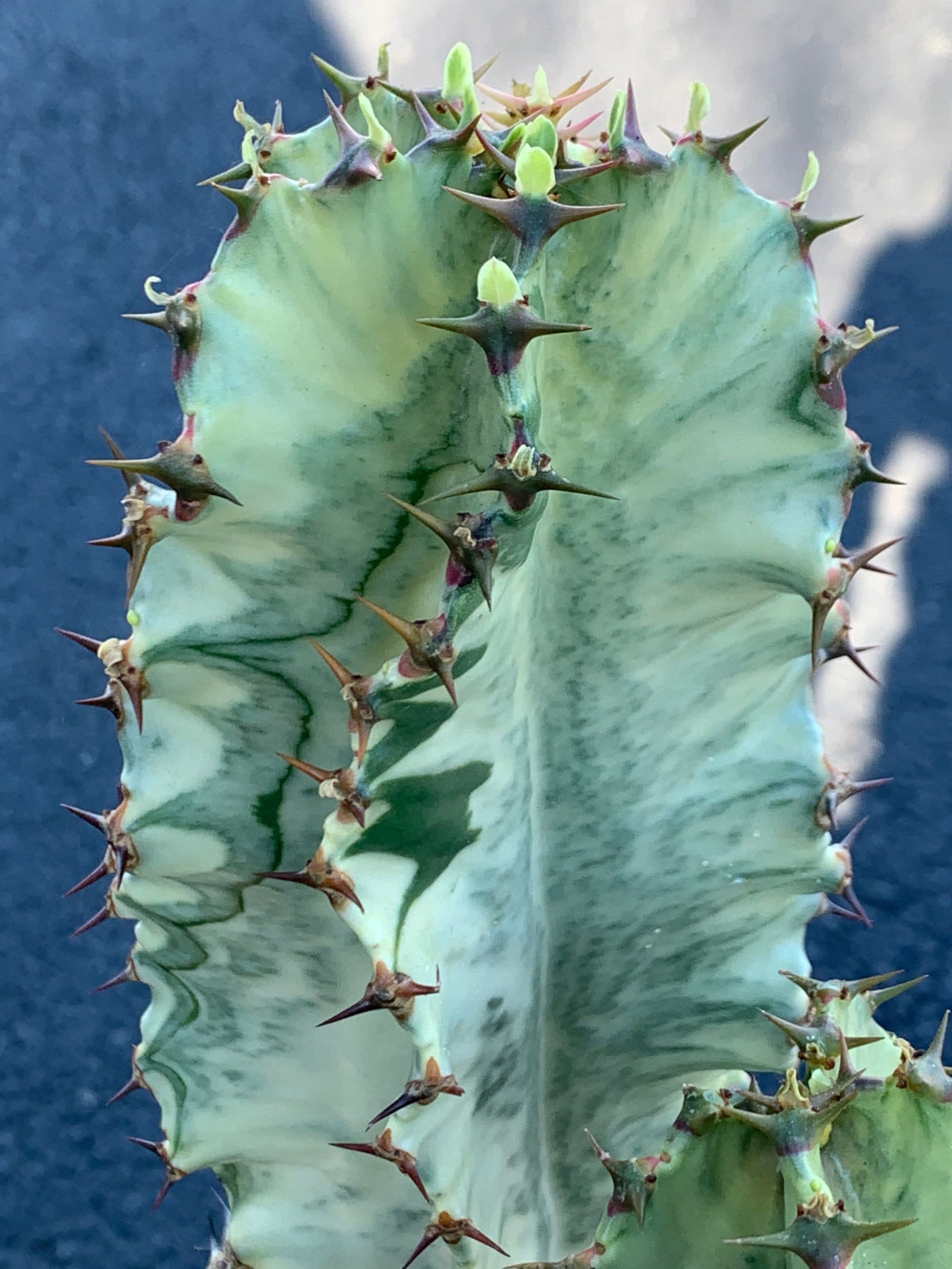 Variegated Euphorbia Ammak Cactus ~ Giant Variegated White Yellow Green Succulent Desert Plant Euphorbia