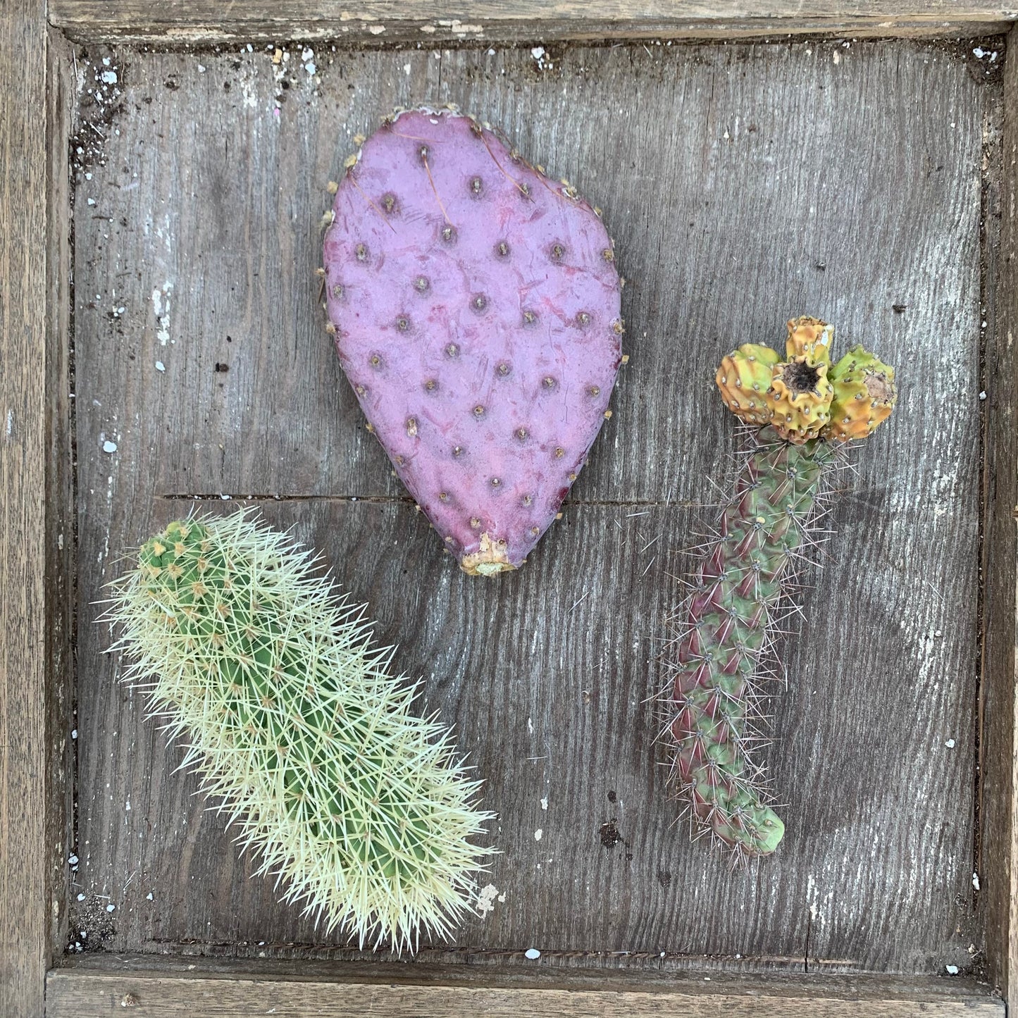 Cactus Assortment Mystery Gift Box - Assortment of Cuttings, Desert Plant Variety, Gardener Grower Collector Selection Gift Box