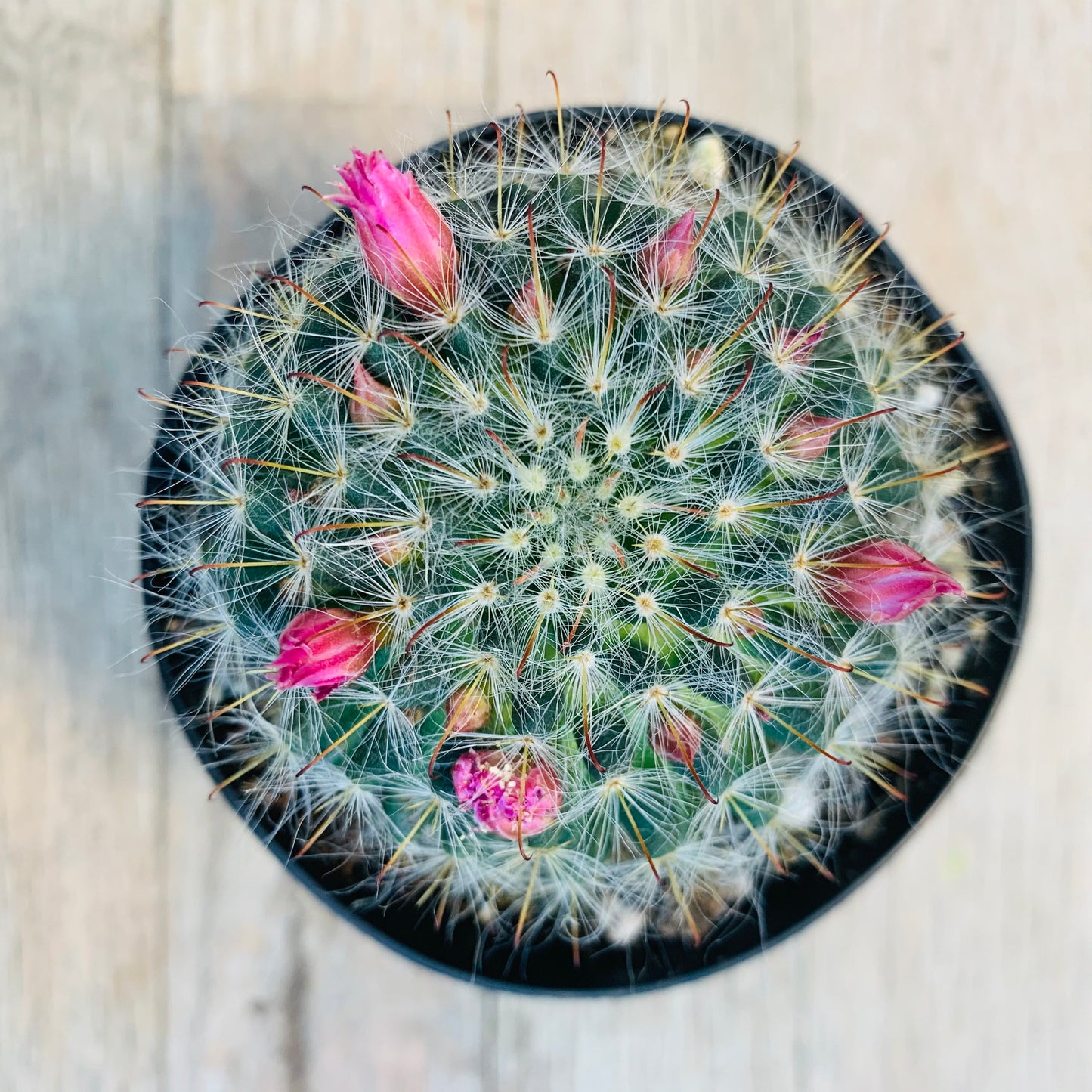 Mammillaria Bocasana - Pink Flowering Pincushion Desert Cactus Plant ~ Fuzzy Round Blooming Succulent