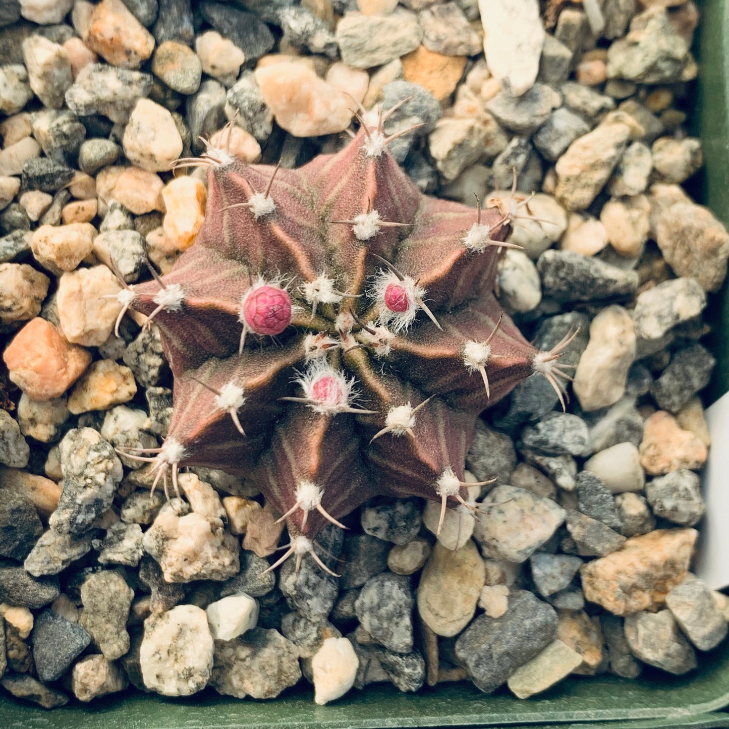 Purple Moon Cactus ~ Gymnocalcium Friedrichii ~ Round Globular Dark Purple Pink Cactus Blooming Mystical Colorful Succulent