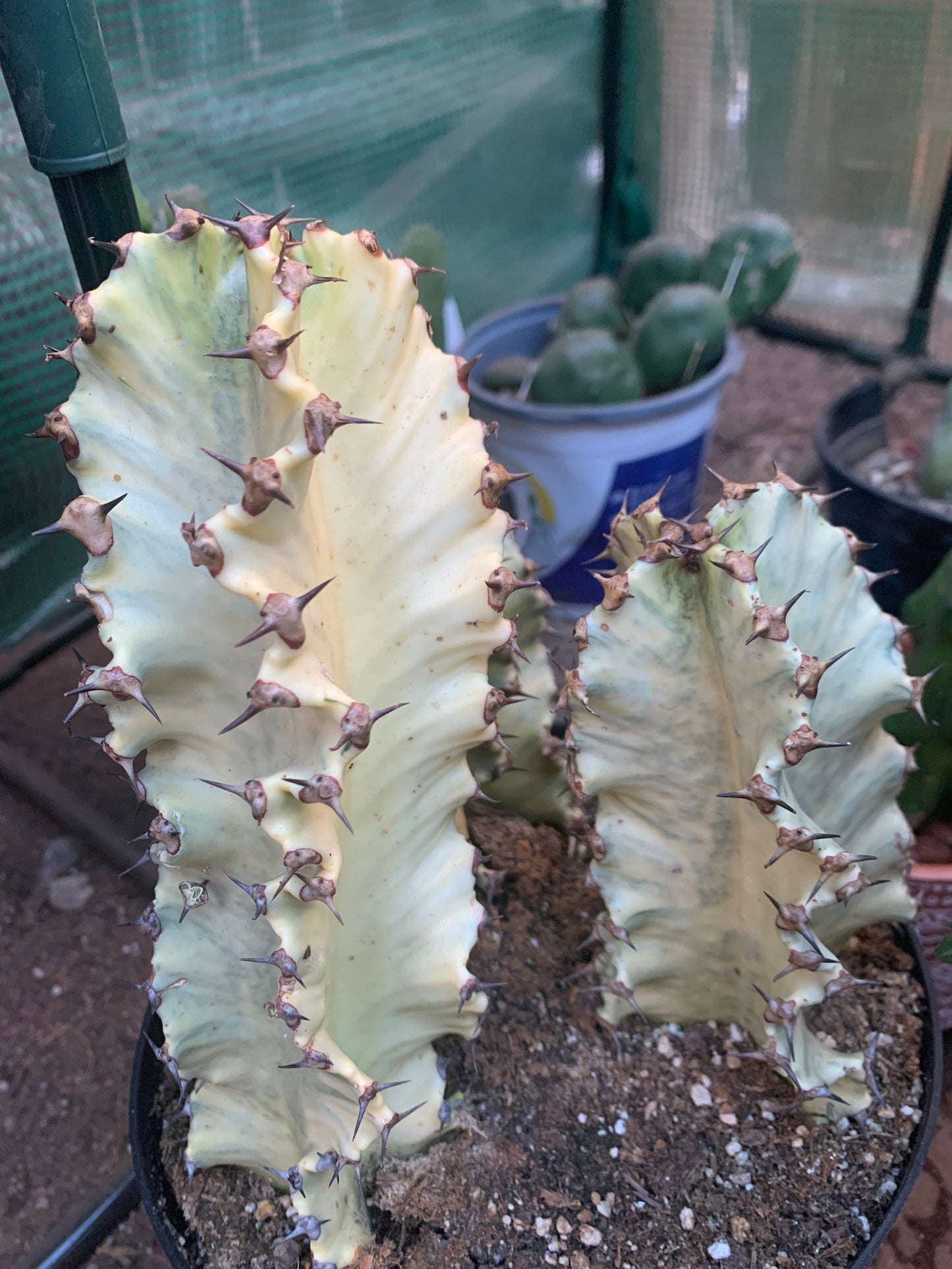 Variegated Euphorbia Ammak Cactus ~ Giant Variegated White Yellow Green Succulent Desert Plant Euphorbia