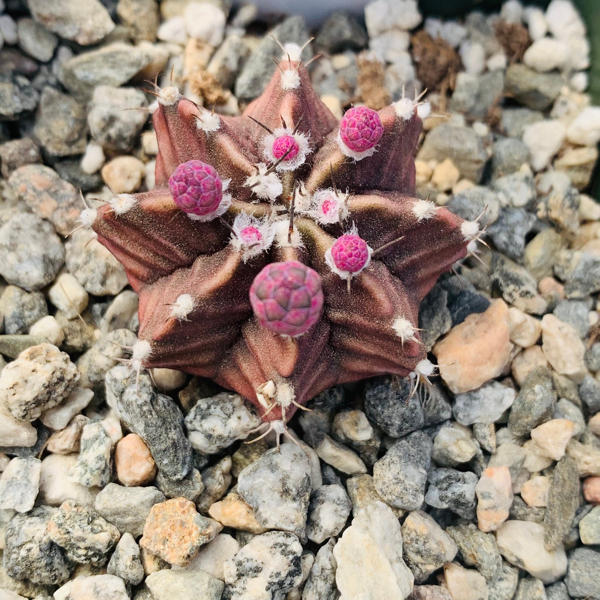 Purple Moon Cactus ~ Gymnocalcium Friedrichii ~ Round Globular Dark Purple Pink Cactus Blooming Mystical Colorful Succulent