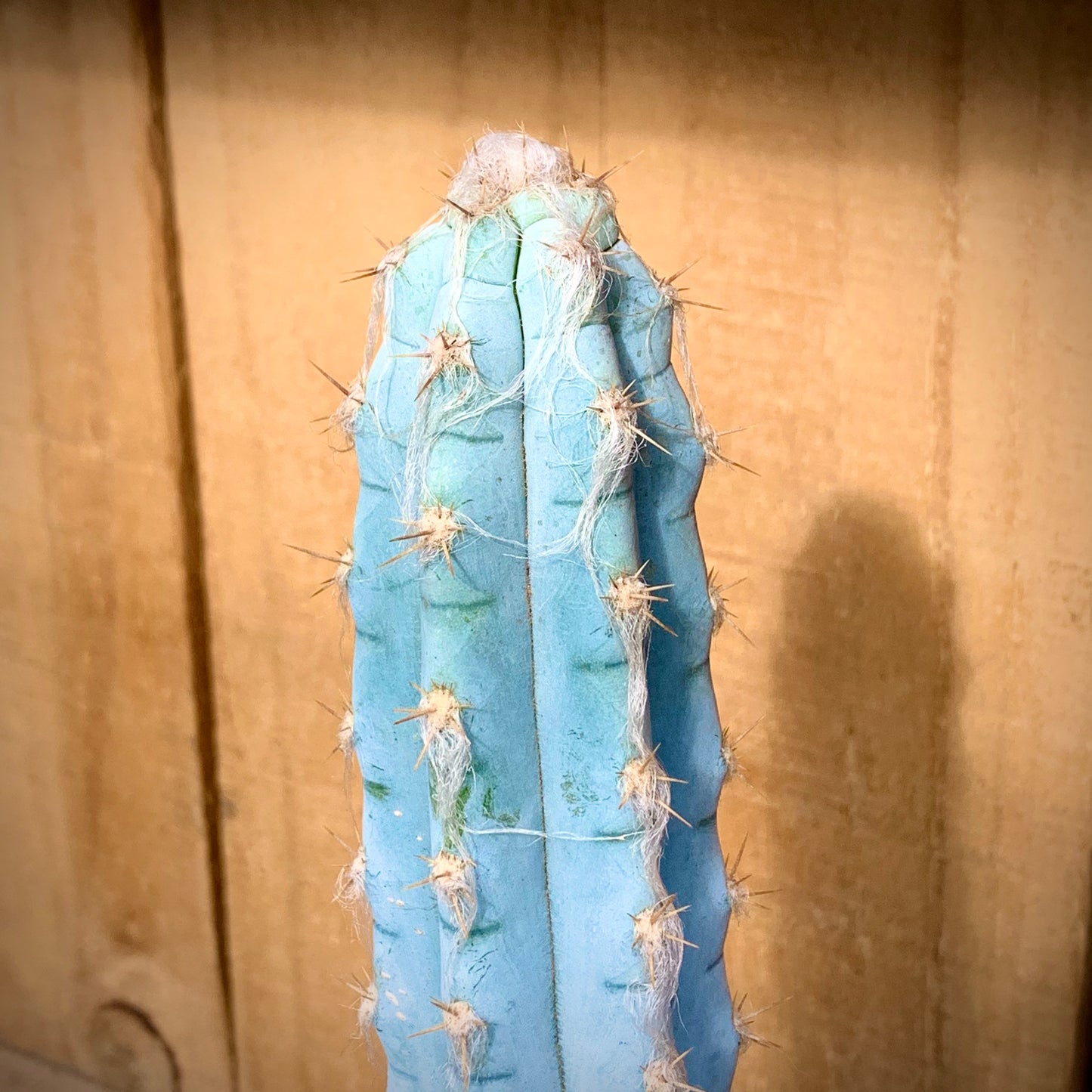 Blue Ghost Cactus - Pilosocereus Pachycladus ~ Rare Blue Cactus White Hair Fuzzy Desert Columnar Live Plant from Arizona