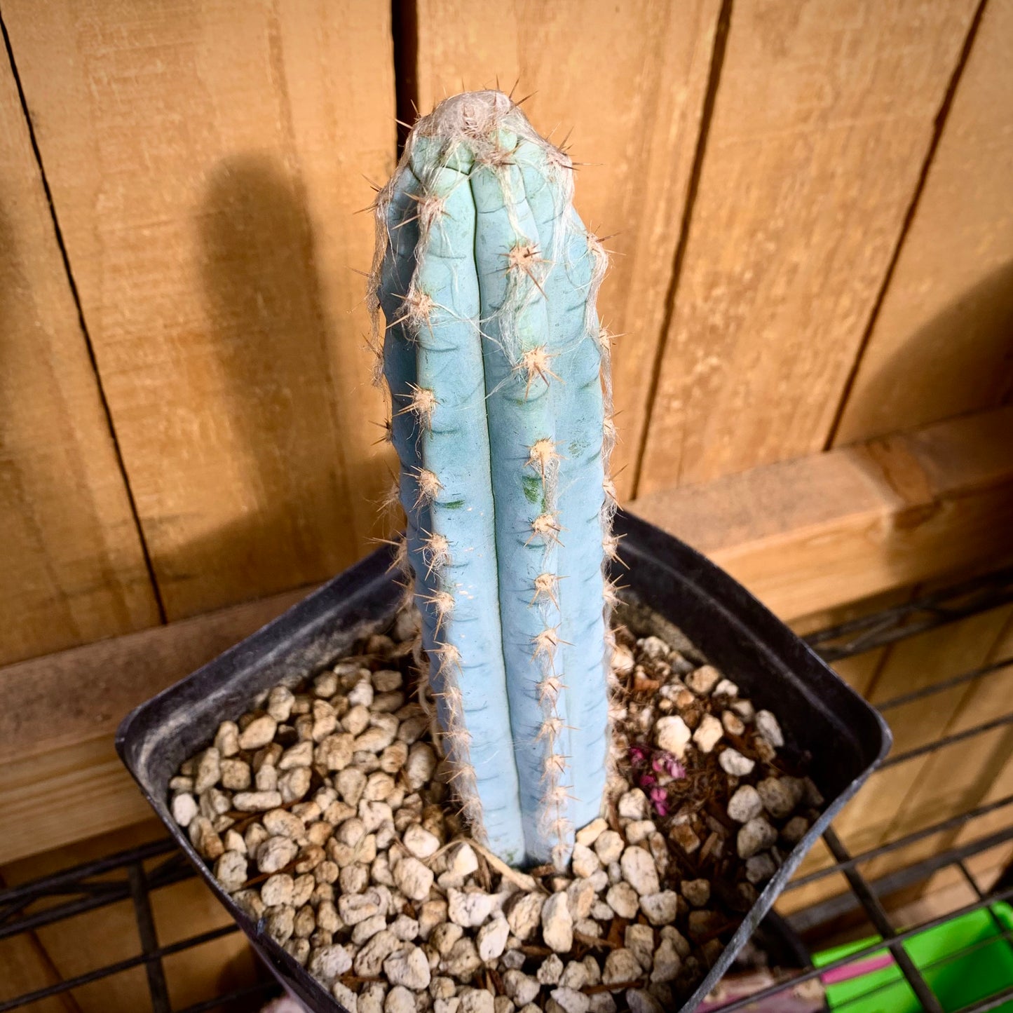 Blue Ghost Cactus - Pilosocereus Pachycladus ~ Rare Blue Cactus White Hair Fuzzy Desert Columnar Live Plant from Arizona