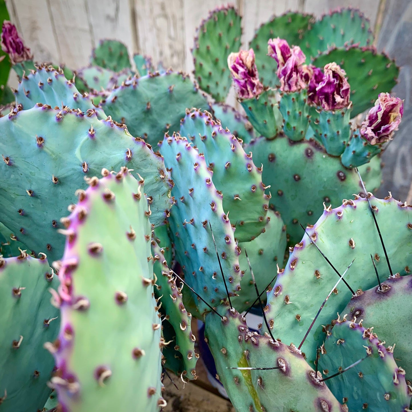 Santa Rita Purple Prickly Pear - Opuntia Gosseliniana var. Santa Rita - Padded Purple Arizona Desert Succulent Live Plant