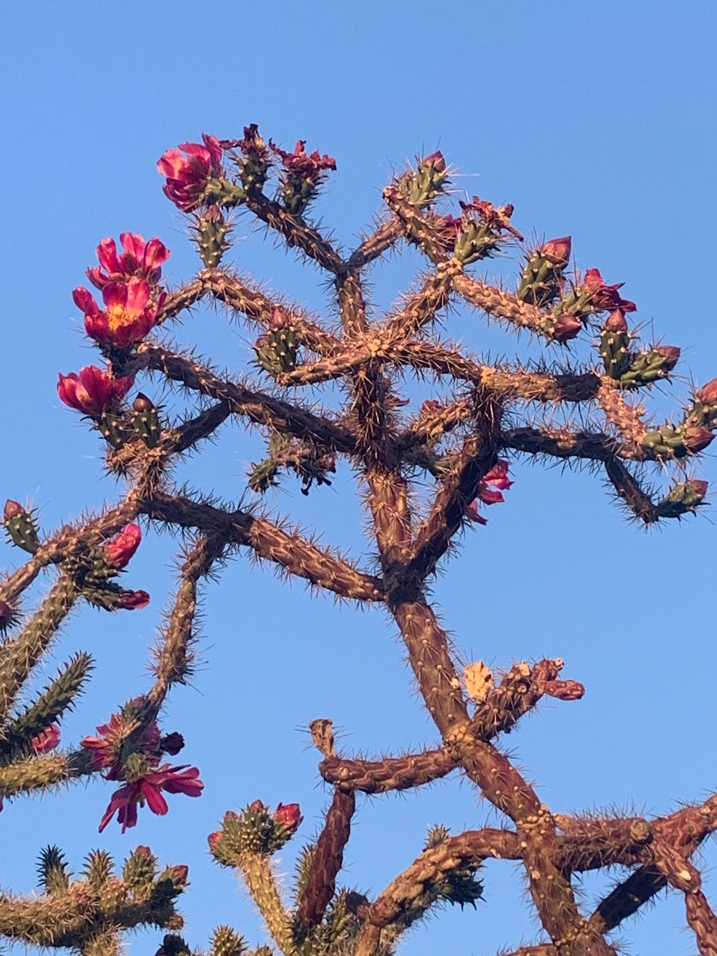 SEEDS for Purple Staghorn Cholla - Cylindropuntia Versicolor - Wild Grown Arizona Spiky Purple Desert Succulent Plant ~ Multicolor Blooms