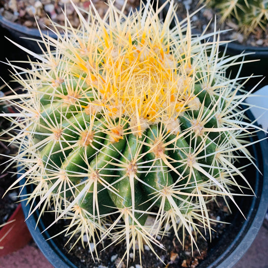 Golden Barrel Cactus - echinocactus grusonii / platyacanthus ~ Round Yellow Barrel Ball Desert Succulent Flowering Plant from Arizona