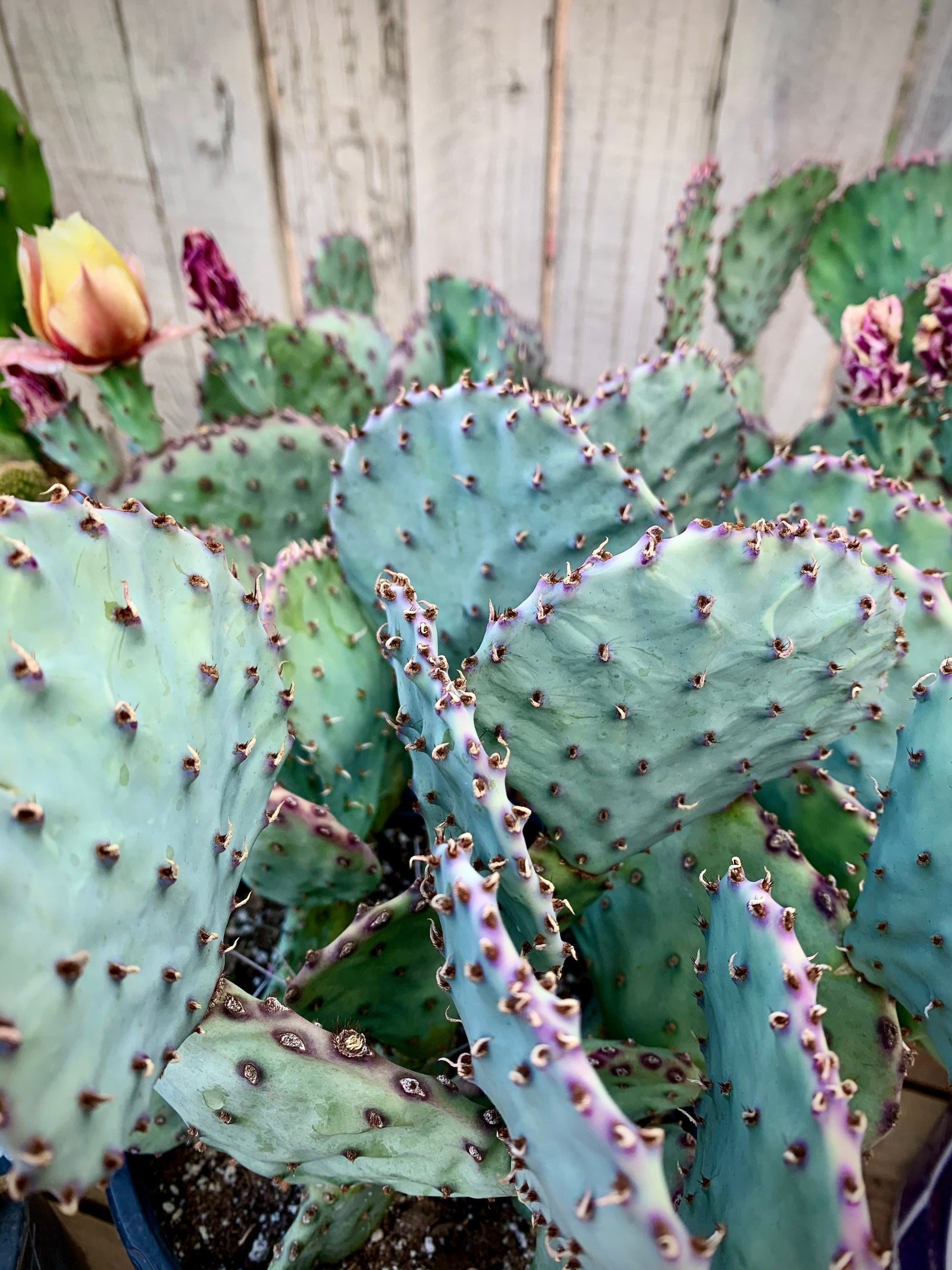 Santa Rita Purple Prickly Pear - Opuntia Gosseliniana var. Santa Rita - Padded Purple Arizona Desert Succulent Live Plant