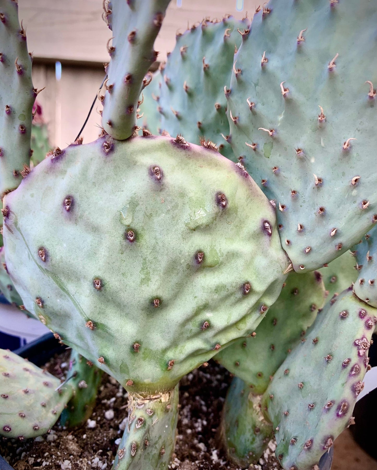 Santa Rita Purple Prickly Pear - Opuntia Gosseliniana var. Santa Rita - Padded Purple Arizona Desert Succulent Live Plant