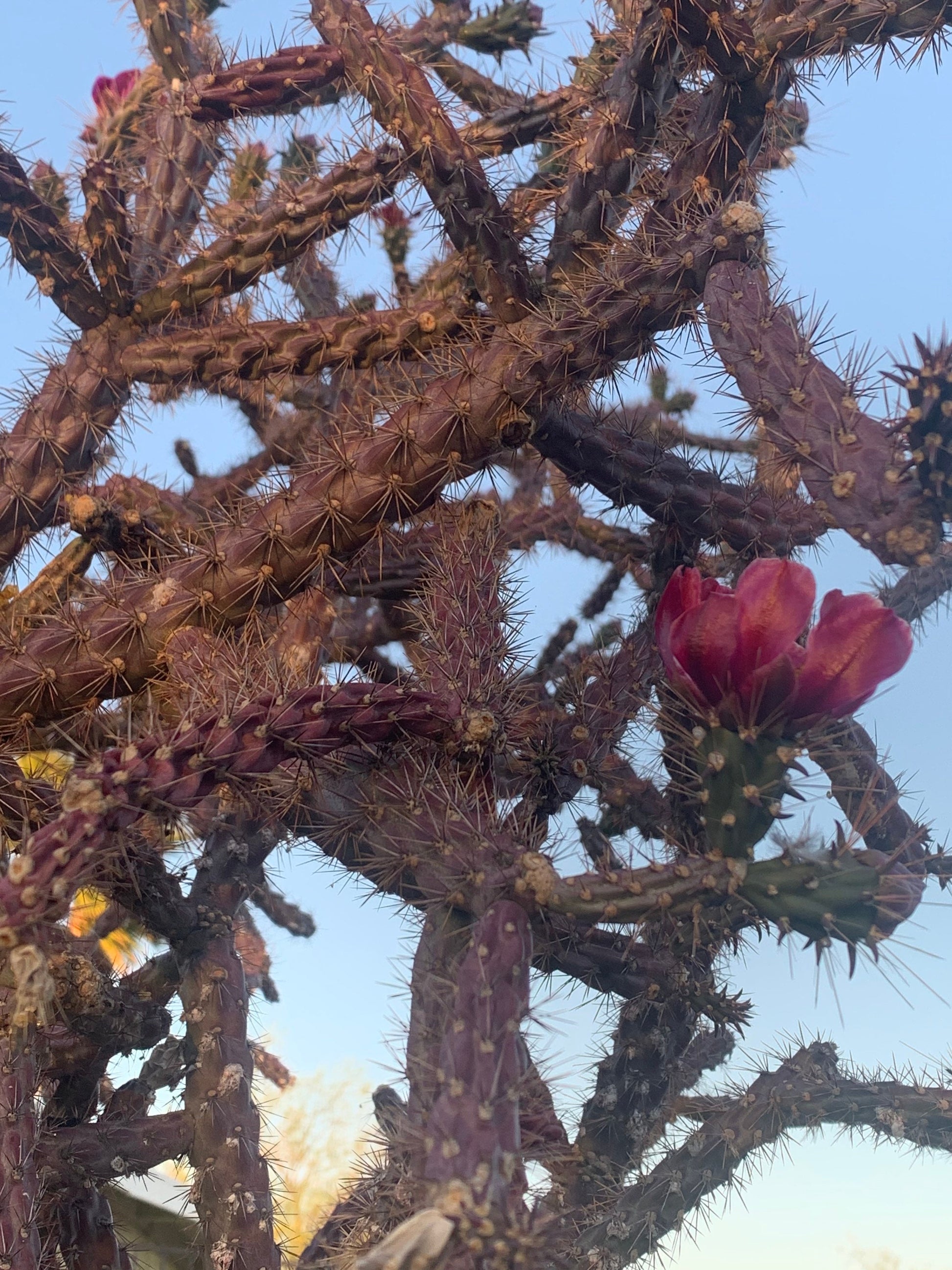 SEEDS for Purple Staghorn Cholla - Cylindropuntia Versicolor - Wild Grown Arizona Spiky Purple Desert Succulent Plant ~ Multicolor Blooms