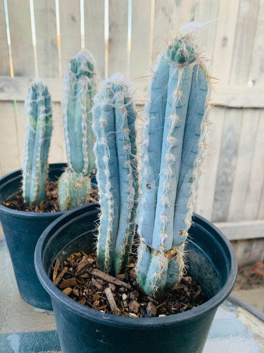 Blue Ghost Cactus - Pilosocereus Pachycladus ~ Rare Blue Cactus White Hair Fuzzy Desert Columnar Live Plant from Arizona