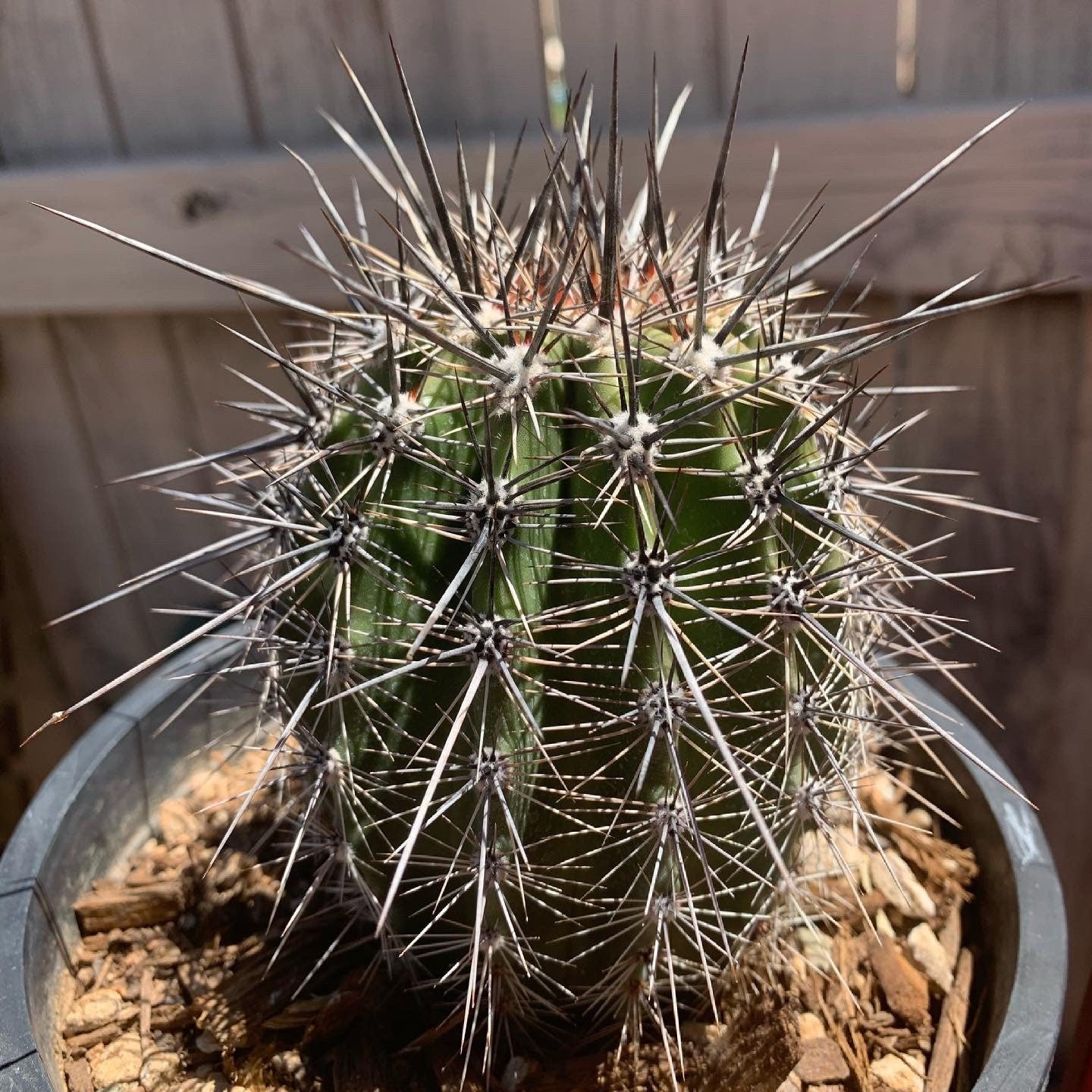 SEEDS for Saguaro Cactus - Carnegiea Gigantea - Authentic Native Arizona Sonoran Desert Cactus ~ Ethically Sourced Seeds for Germination