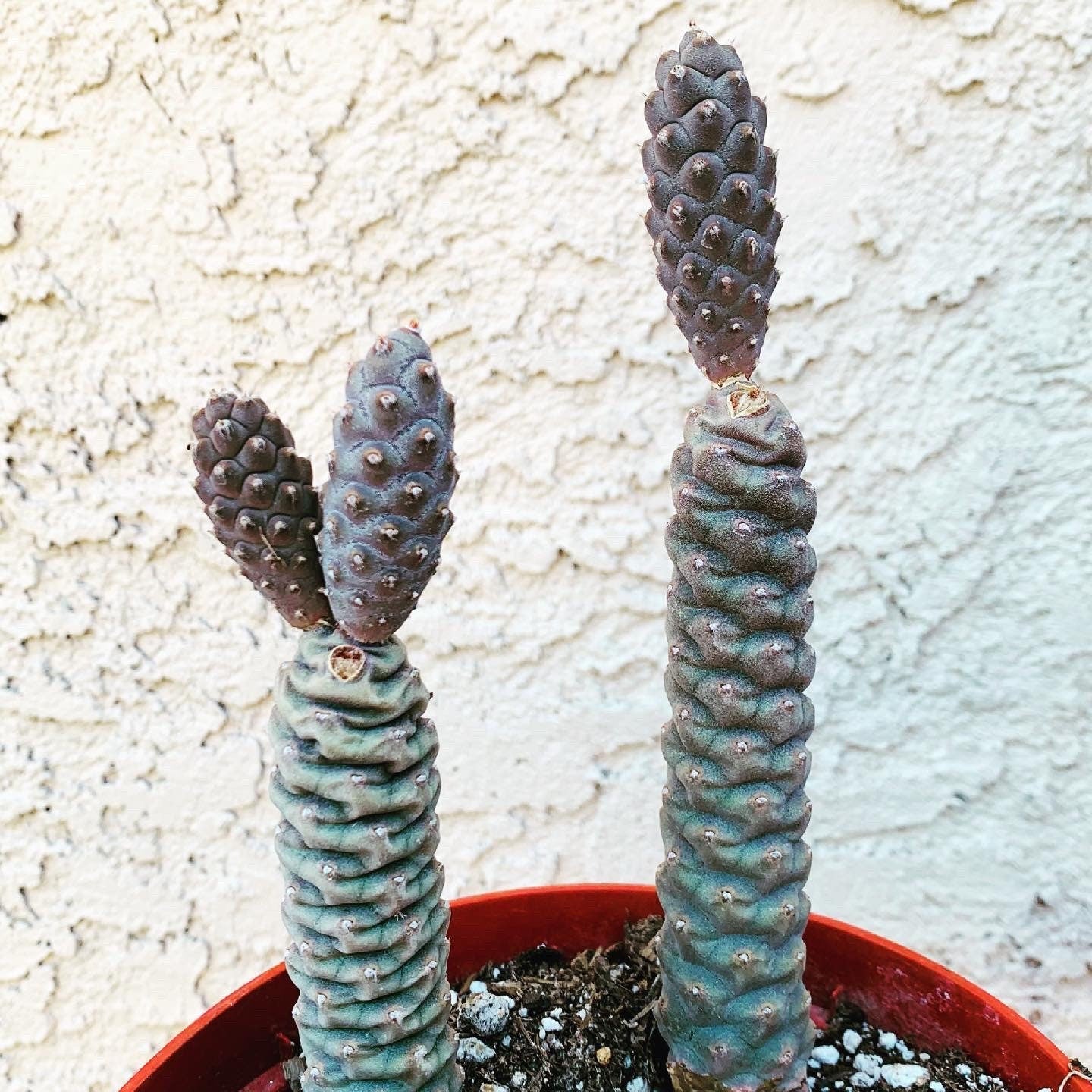 Pink Pinecone Cactus - Tephrocactus Articulatis - Branching Sectioned Bushy Clustering Flowering Live Desert Plant from Arizona