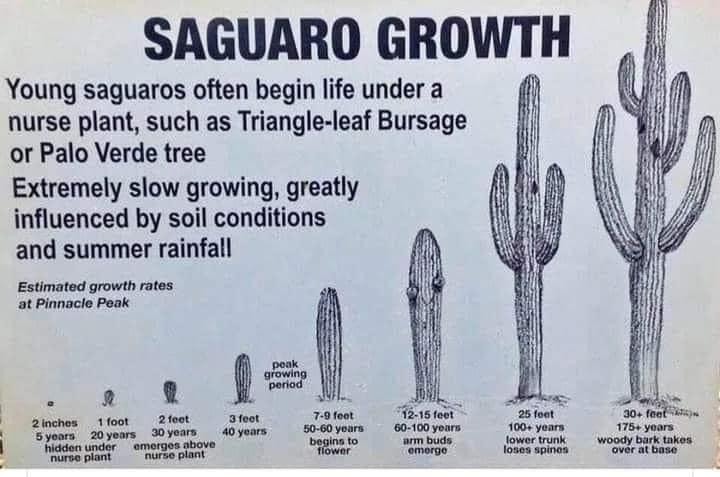 SEEDS for Saguaro Cactus - Carnegiea Gigantea - Authentic Native Arizona Sonoran Desert Cactus ~ Ethically Sourced Seeds for Germination