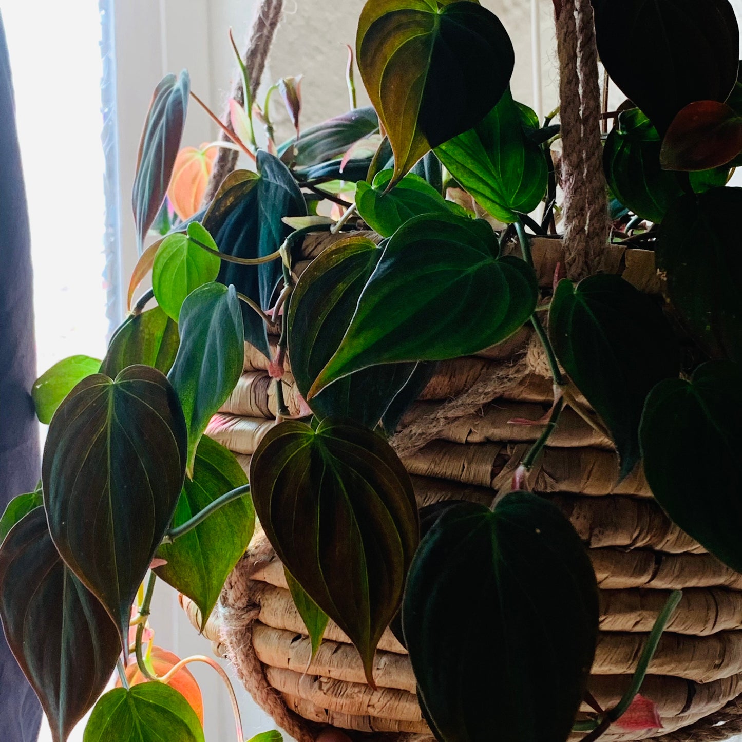 Philodendron Micans - Tropical Vining Houseplant - Red Velvet Heart Shaped Leaves Trailing Hanging Aroid