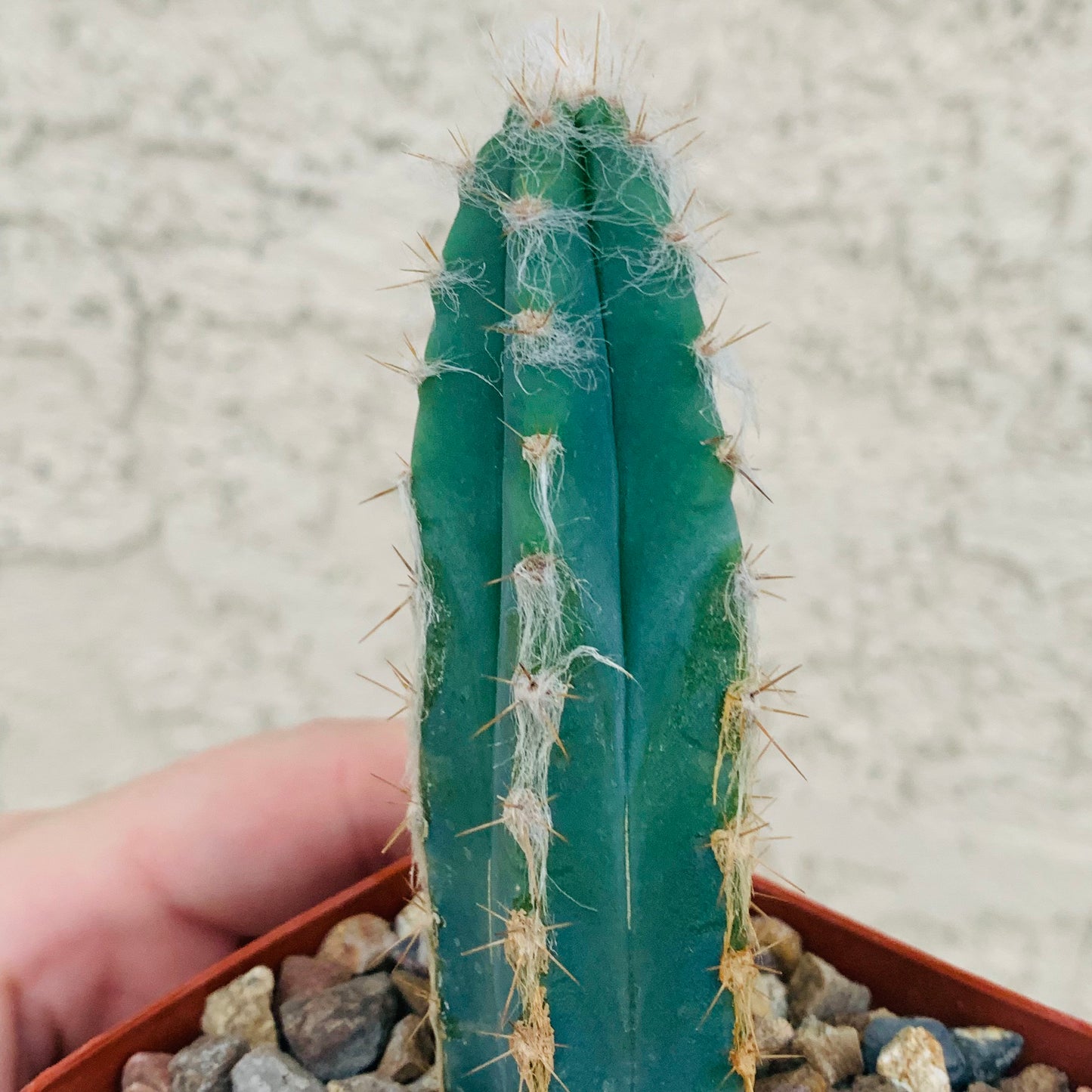 Blue Ghost Cactus - Pilosocereus Pachycladus ~ Rare Blue Cactus White Hair Fuzzy Desert Columnar Live Plant from Arizona