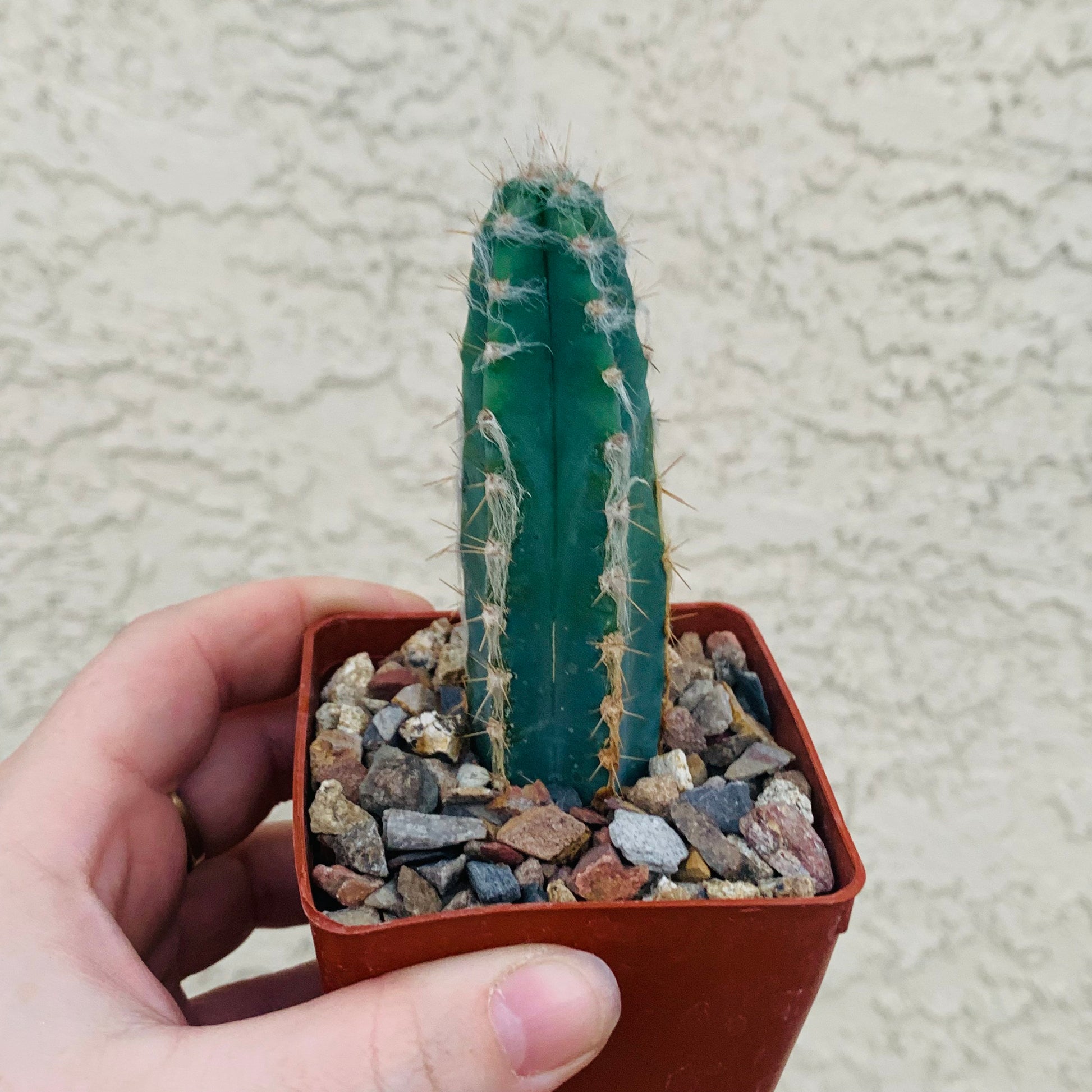 Blue Ghost Cactus - Pilosocereus Pachycladus ~ Rare Blue Cactus White Hair Fuzzy Desert Columnar Live Plant from Arizona