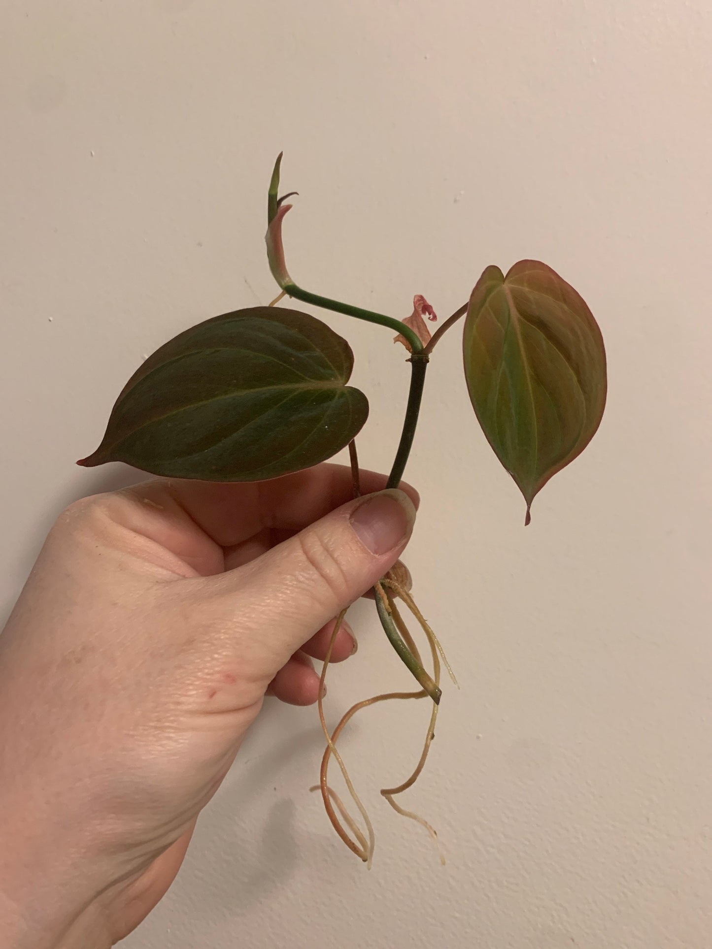 Philodendron Micans - Tropical Vining Houseplant - Red Velvet Heart Shaped Leaves Trailing Hanging Aroid