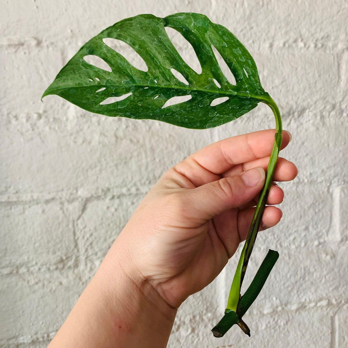 Monstera Blanchetii - Rare Form Fenestrated Jungle Houseplant - Trailing Vining Climbing Swiss Cheese Rare Hybrid Tropical Live Plant