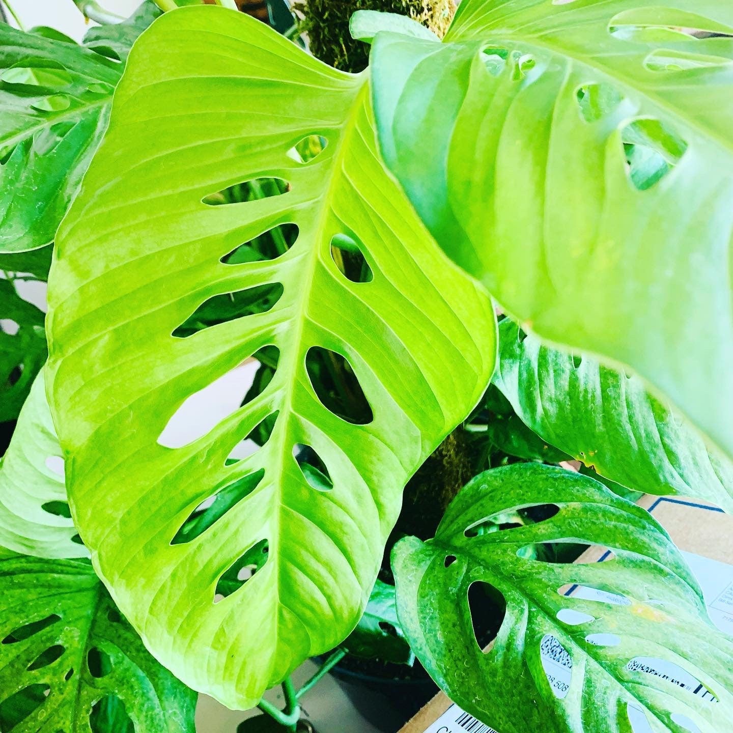 Monstera Blanchetii - Rare Form Fenestrated Jungle Houseplant - Trailing Vining Climbing Swiss Cheese Rare Hybrid Tropical Live Plant