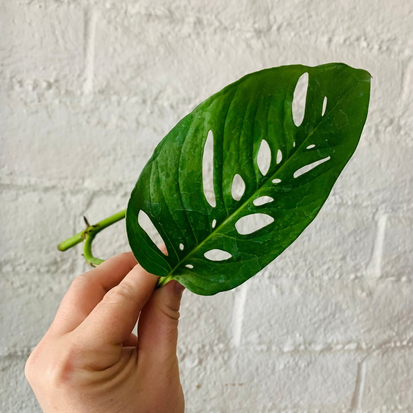 Monstera Blanchetii - Rare Form Fenestrated Jungle Houseplant - Trailing Vining Climbing Swiss Cheese Rare Hybrid Tropical Live Plant