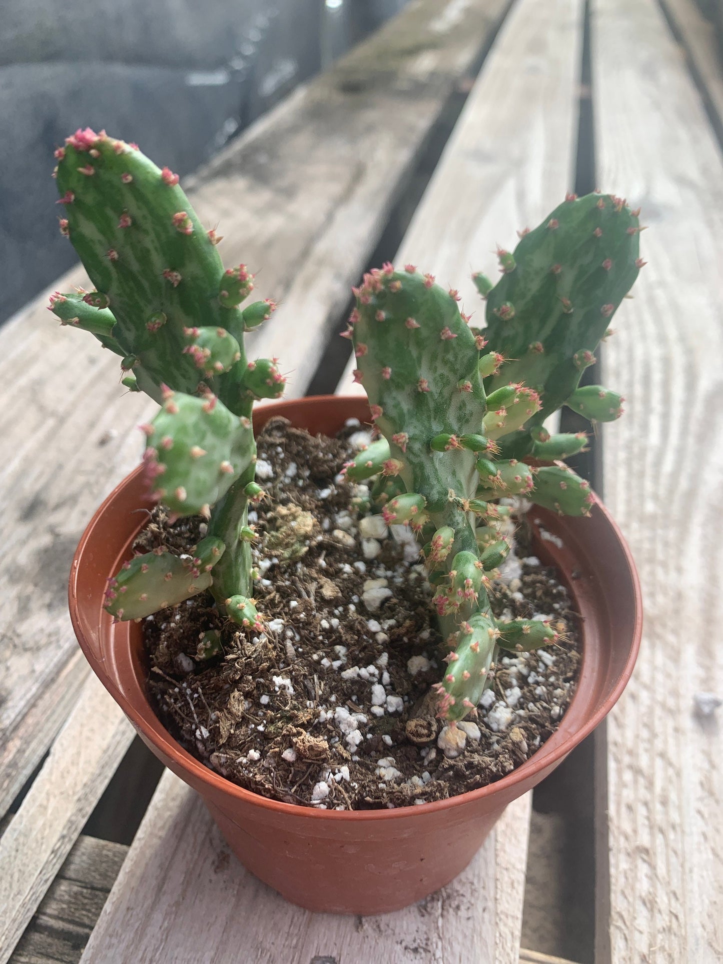 Joseph’s Coat Variegated Dwarf Prickly Pear - Opuntia Monocantha variegata ~ Branching Desert Succulent Plant from Arizona