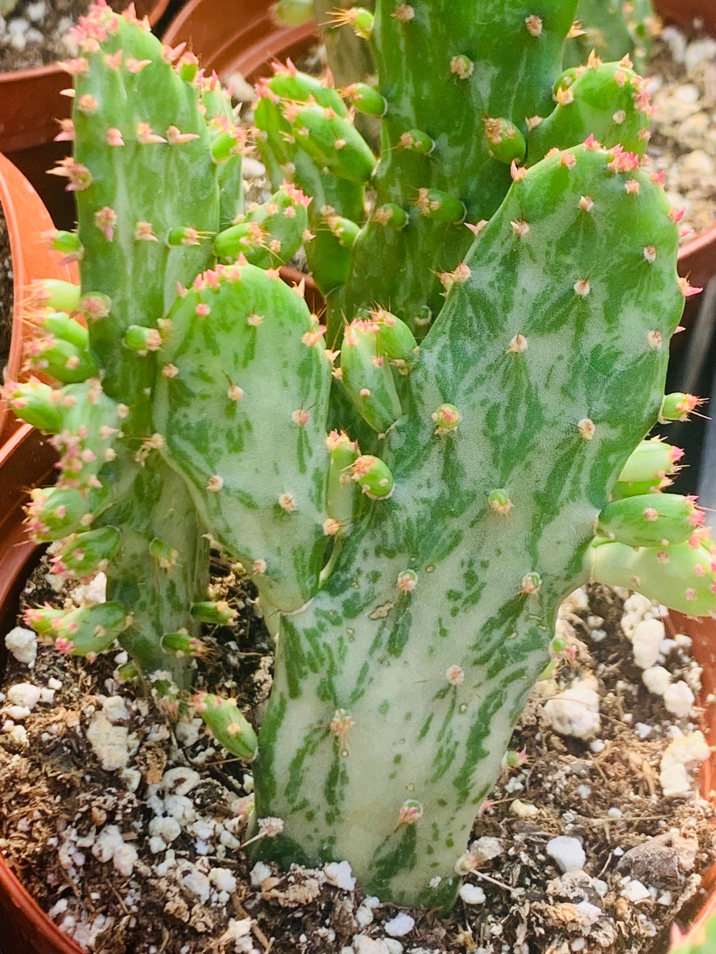 Joseph’s Coat Variegated Dwarf Prickly Pear - Opuntia Monocantha variegata ~ Branching Desert Succulent Plant from Arizona