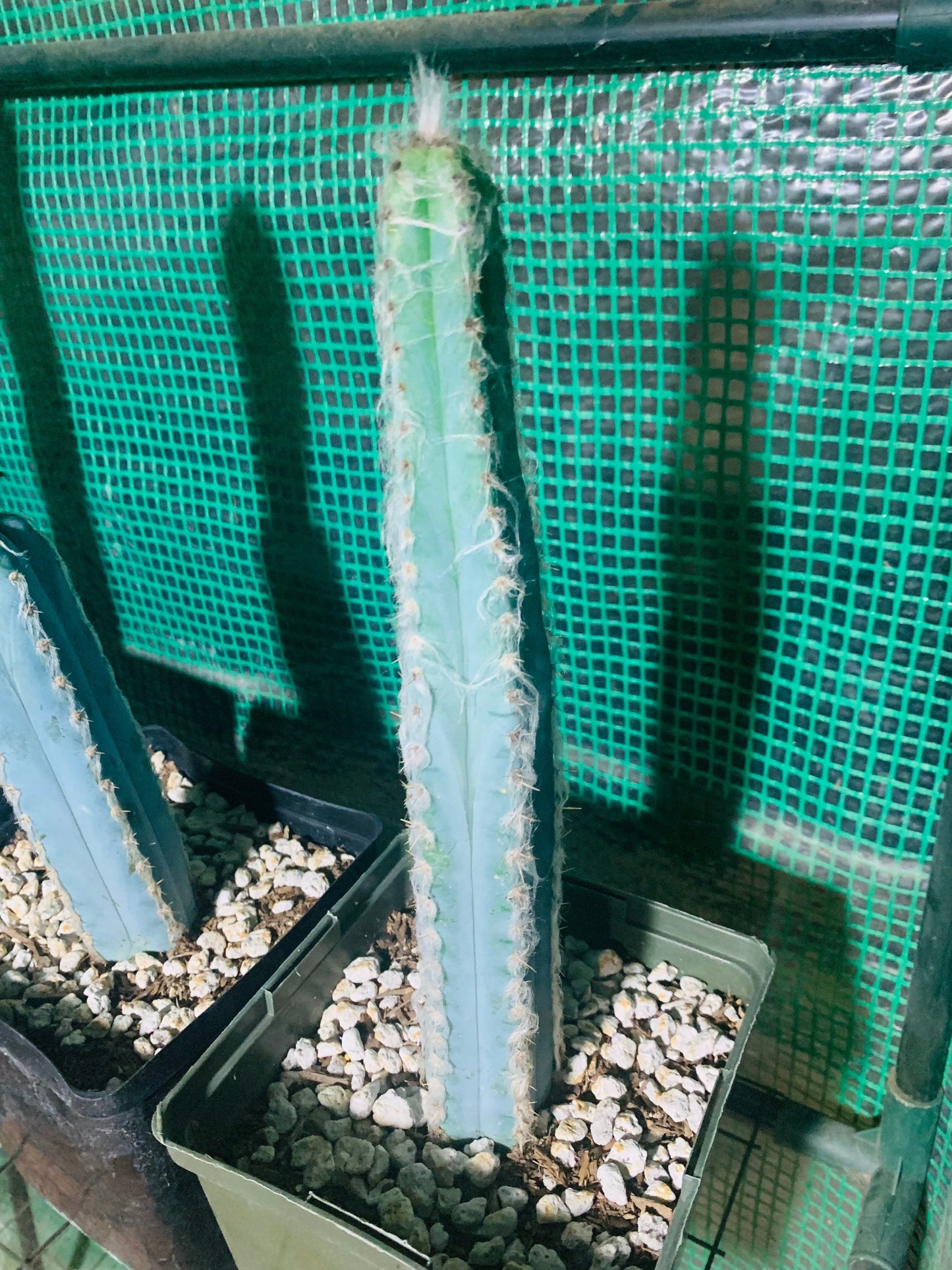 Blue Ghost Cactus - Pilosocereus Pachycladus ~ Rare Blue Cactus White Hair Fuzzy Desert Columnar Live Plant from Arizona