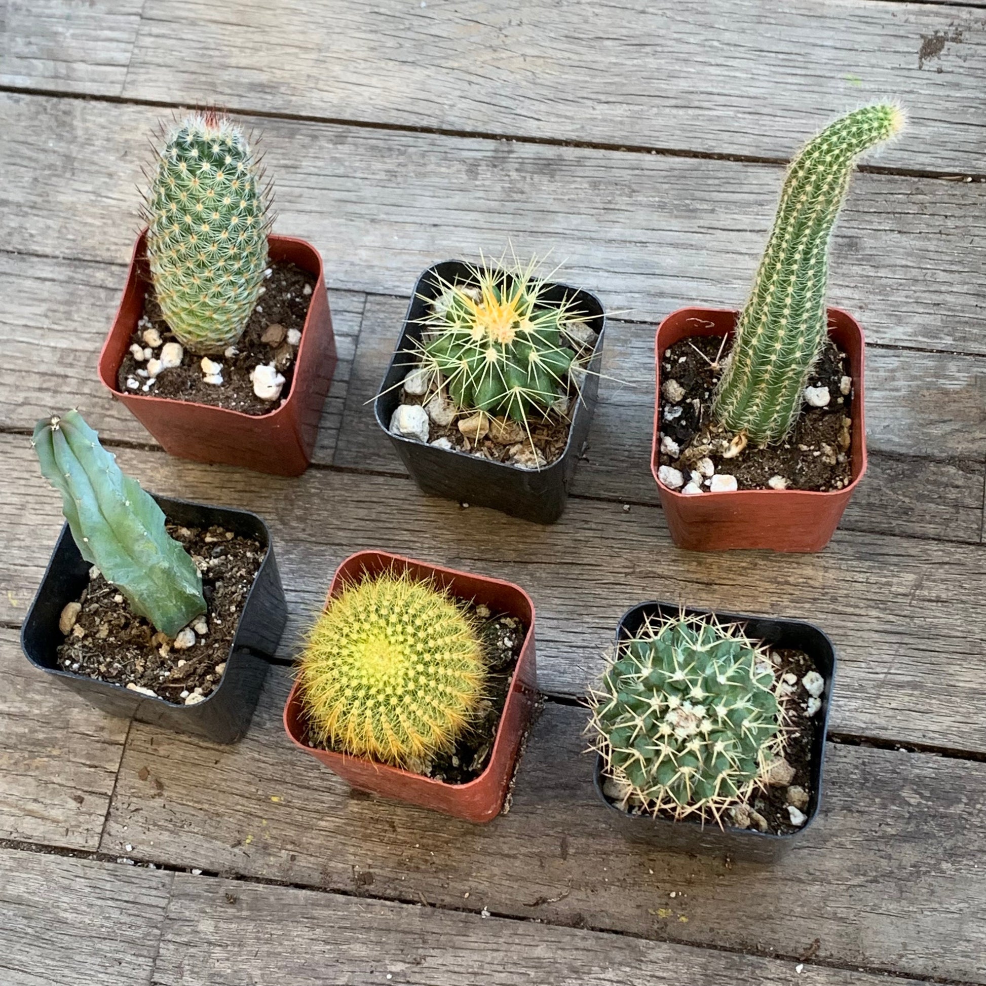 Rooted Cactus Gift Box - Collection Starter Box Variety - Grower's Mystery Box Assortment - Collector Selection of Potted Starter Plants