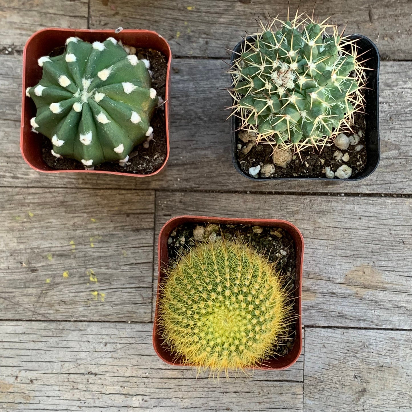 Rooted Cactus Gift Box - Collection Starter Box Variety - Grower's Mystery Box Assortment - Collector Selection of Potted Starter Plants