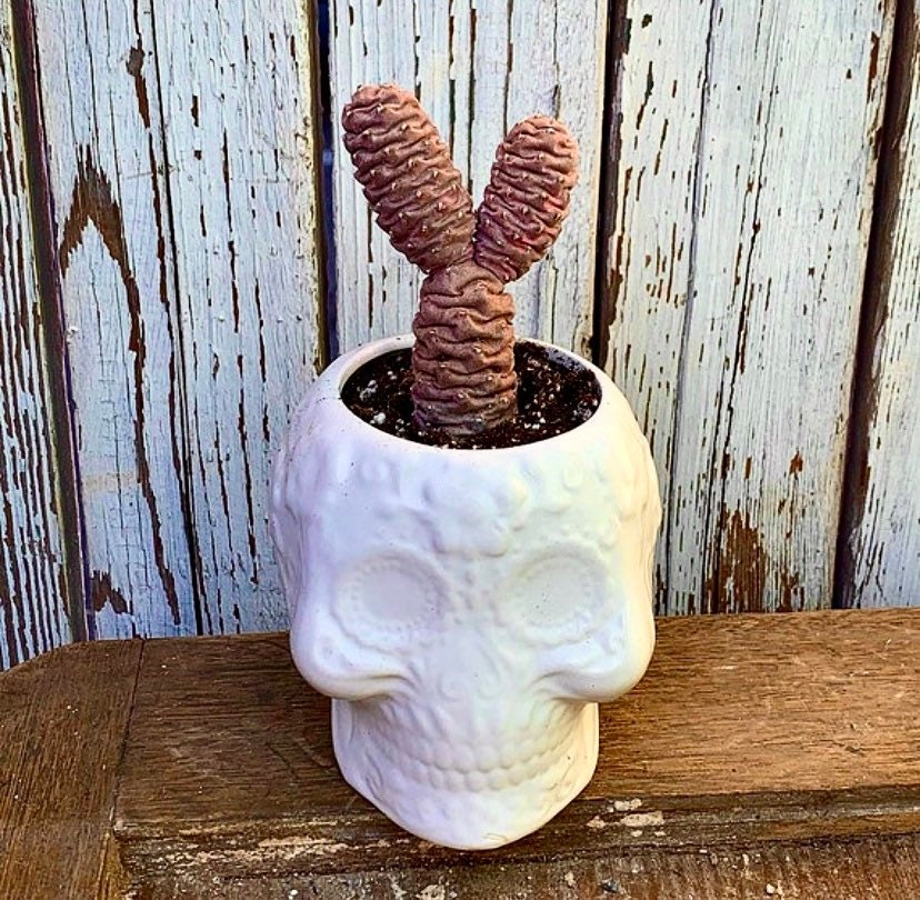 Pink Pinecone Cactus - Tephrocactus Articulatis - Branching Sectioned Bushy Clustering Flowering Live Desert Plant from Arizona