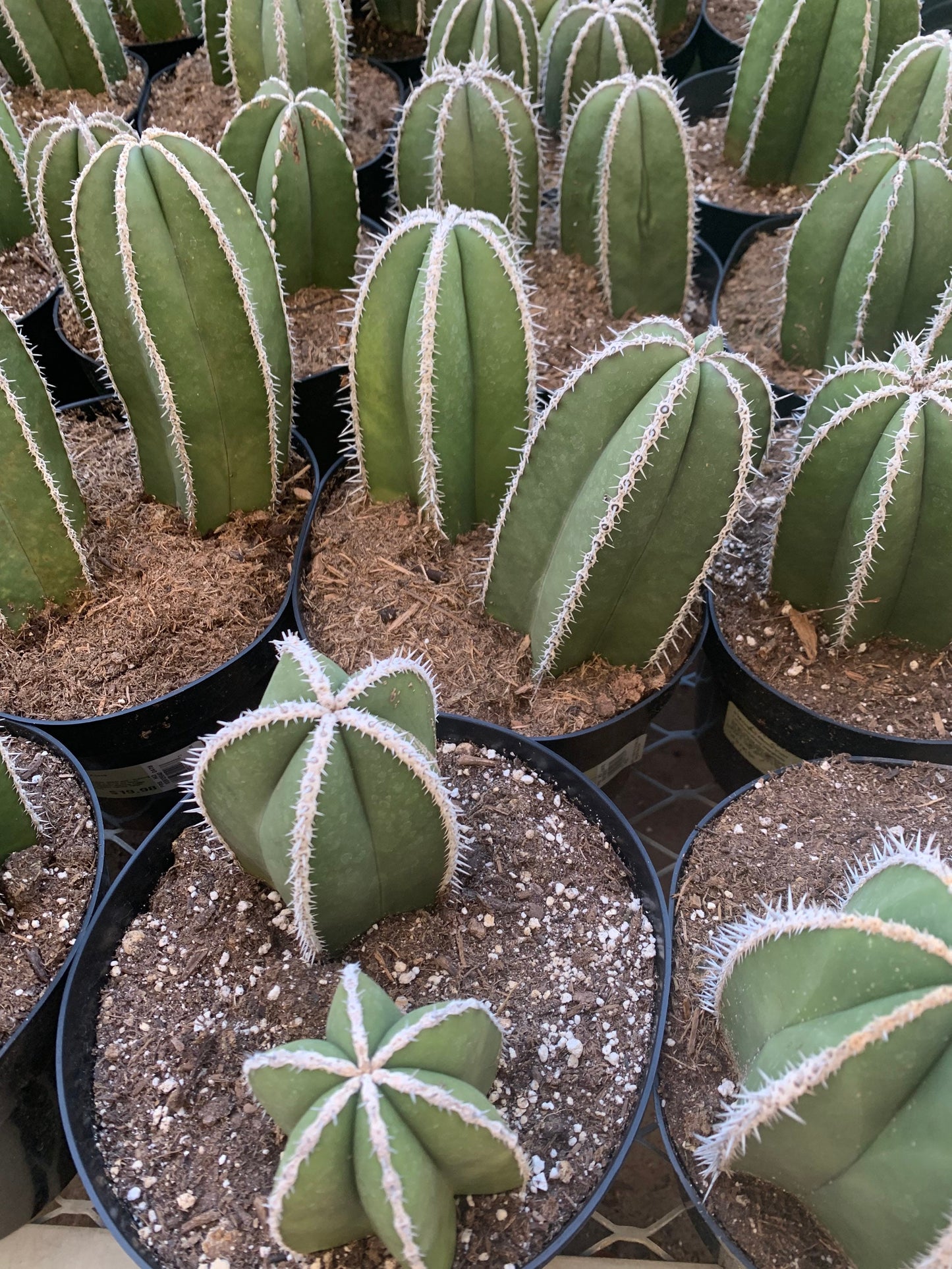 Mexican Fence Post Cactus ~ Lophocereus Pachycereus Marginatus ~ Tall Columnar Desert Cactus