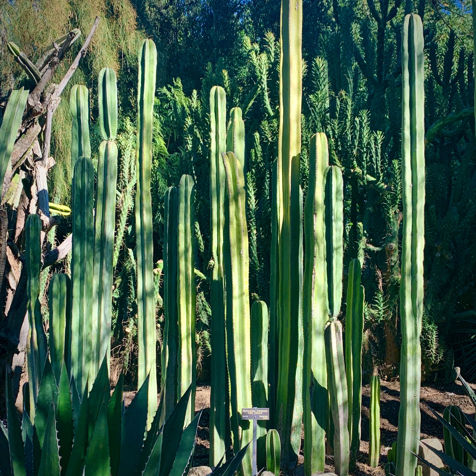 Mexican Fence Post Cactus ~ Lophocereus Pachycereus Marginatus ~ Tall Columnar Desert Cactus